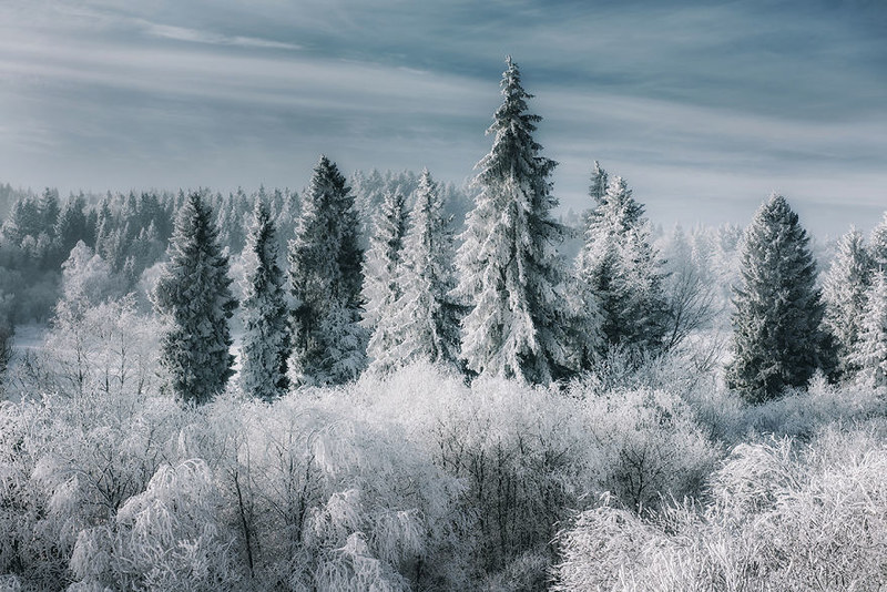 如童话般唯美梦幻 走进绝美的冬日森林 