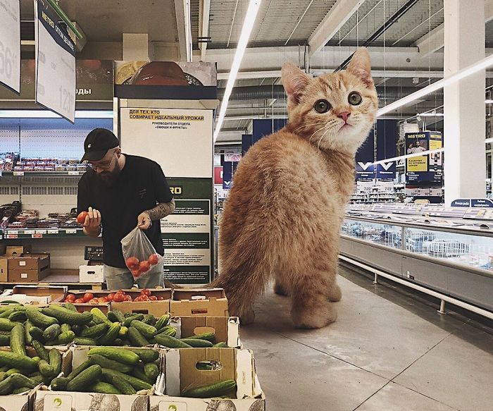 这么大的猫你撸的动吗 闯入日常的巨大猫咪