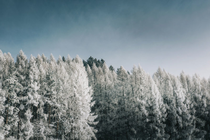 如童话般唯美梦幻 走进绝美的冬日森林 