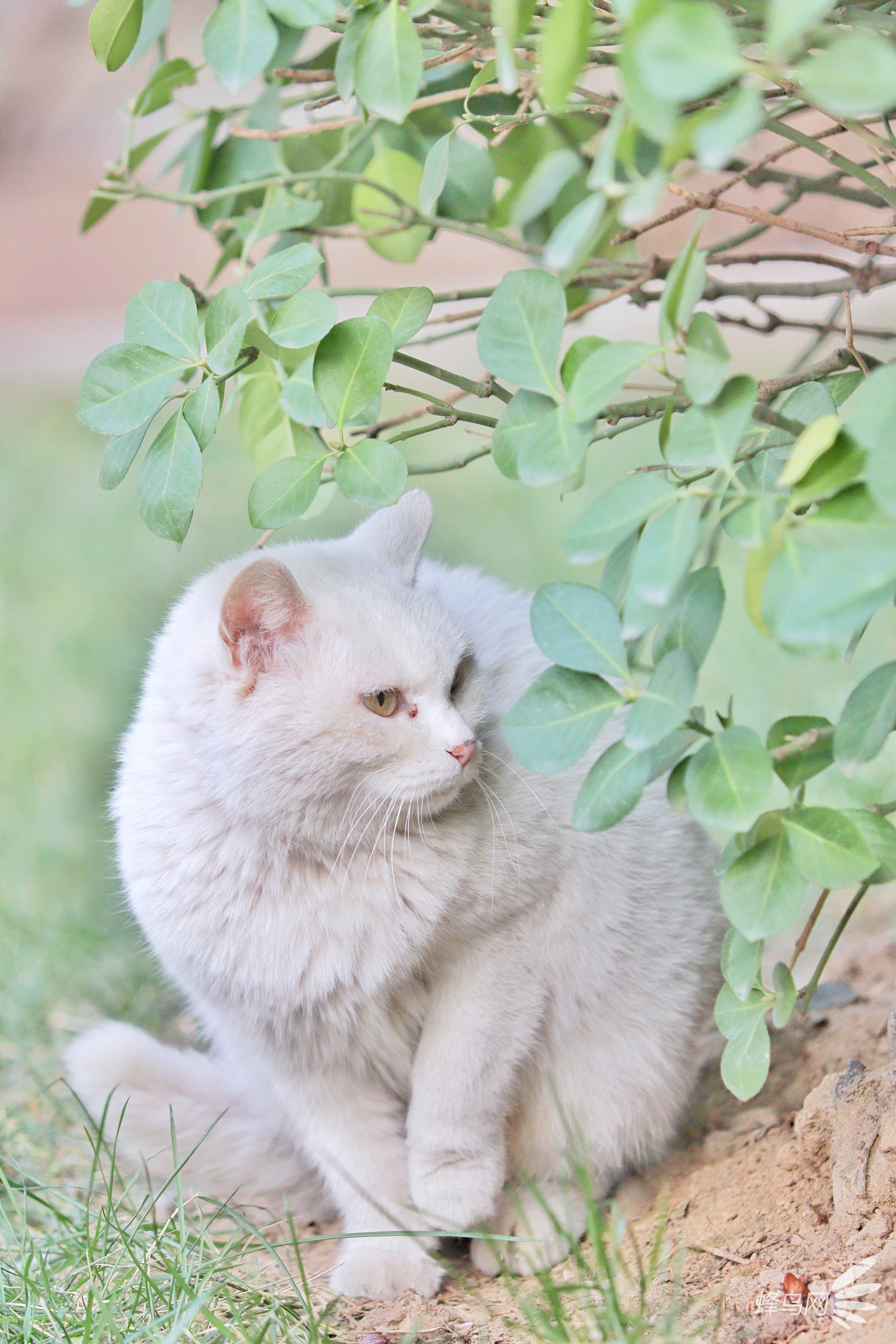 穿梭京城公园 捕捉那些优哉游哉的猫