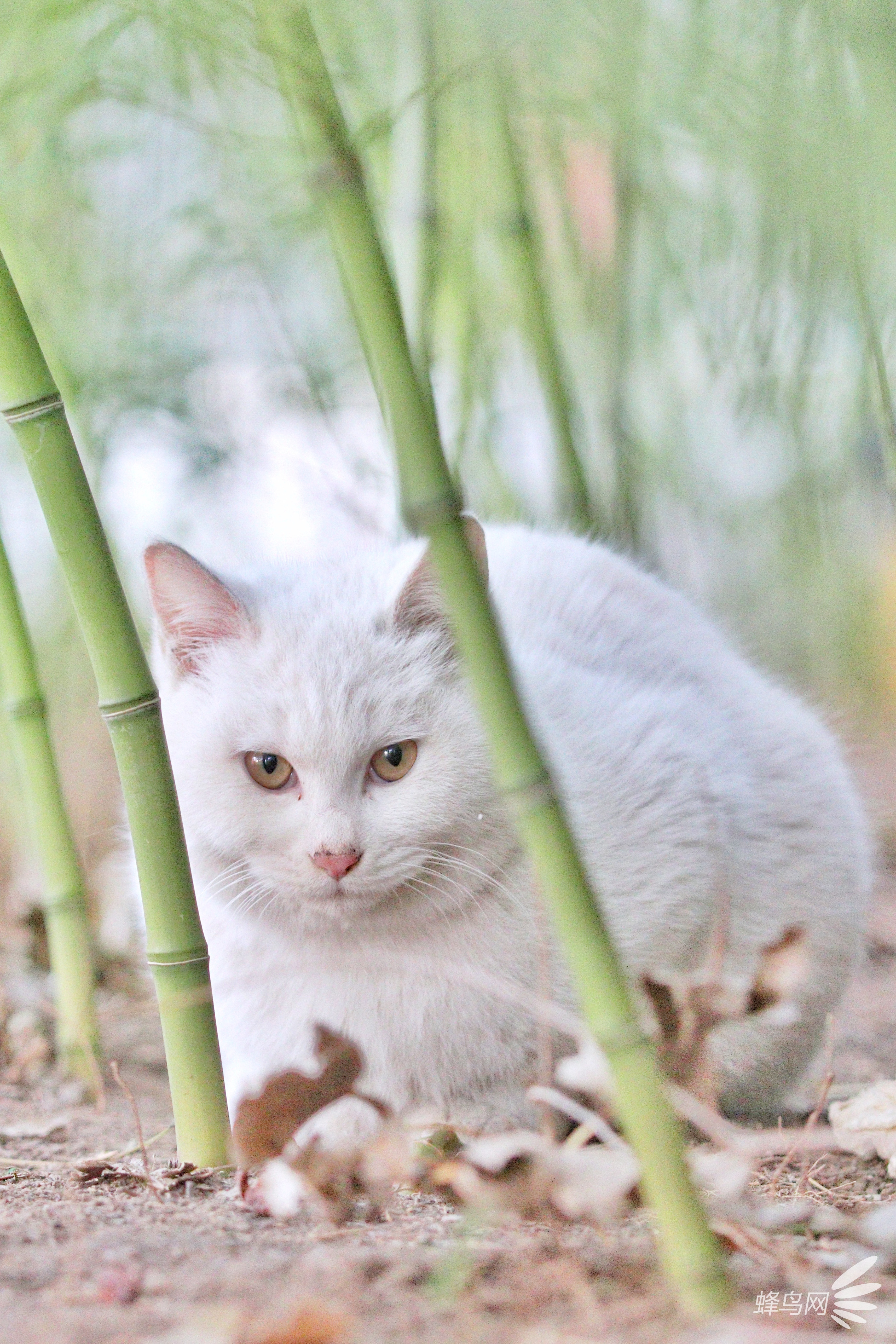 穿梭京城公园 捕捉那些优哉游哉的猫