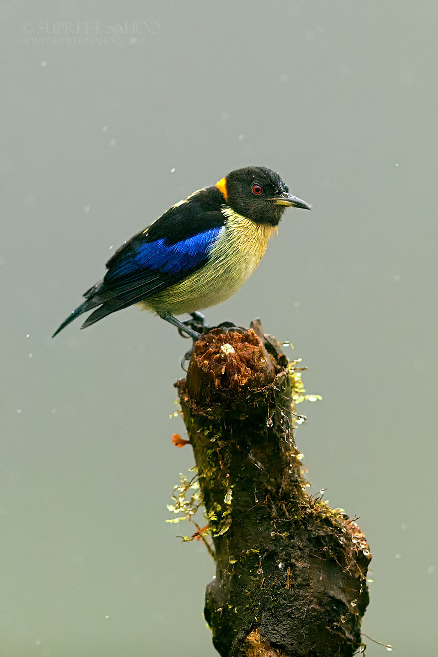 丰富多彩的野生世界 厄尔多瓜的缤纷鸟类