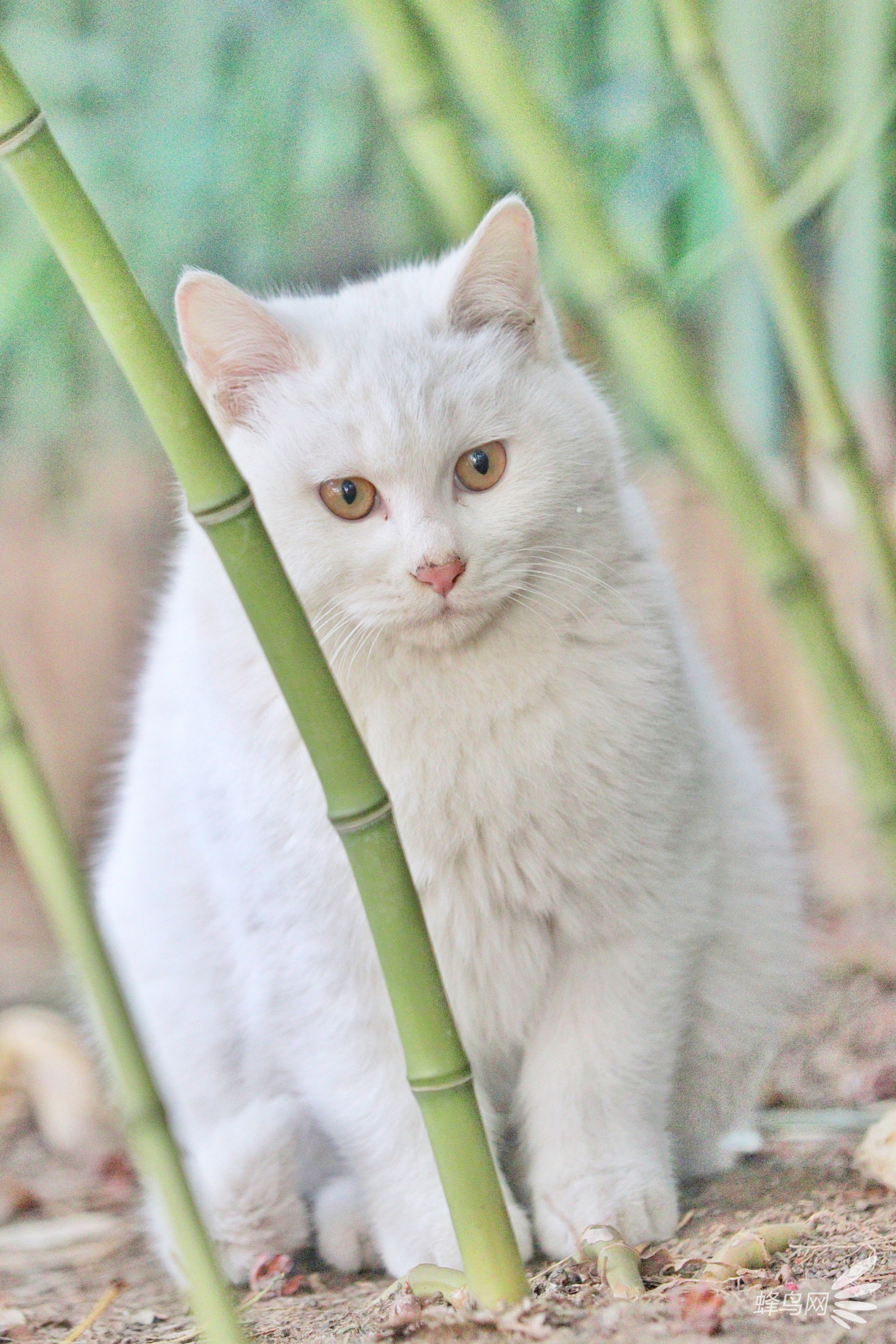 穿梭京城公园 捕捉那些优哉游哉的猫