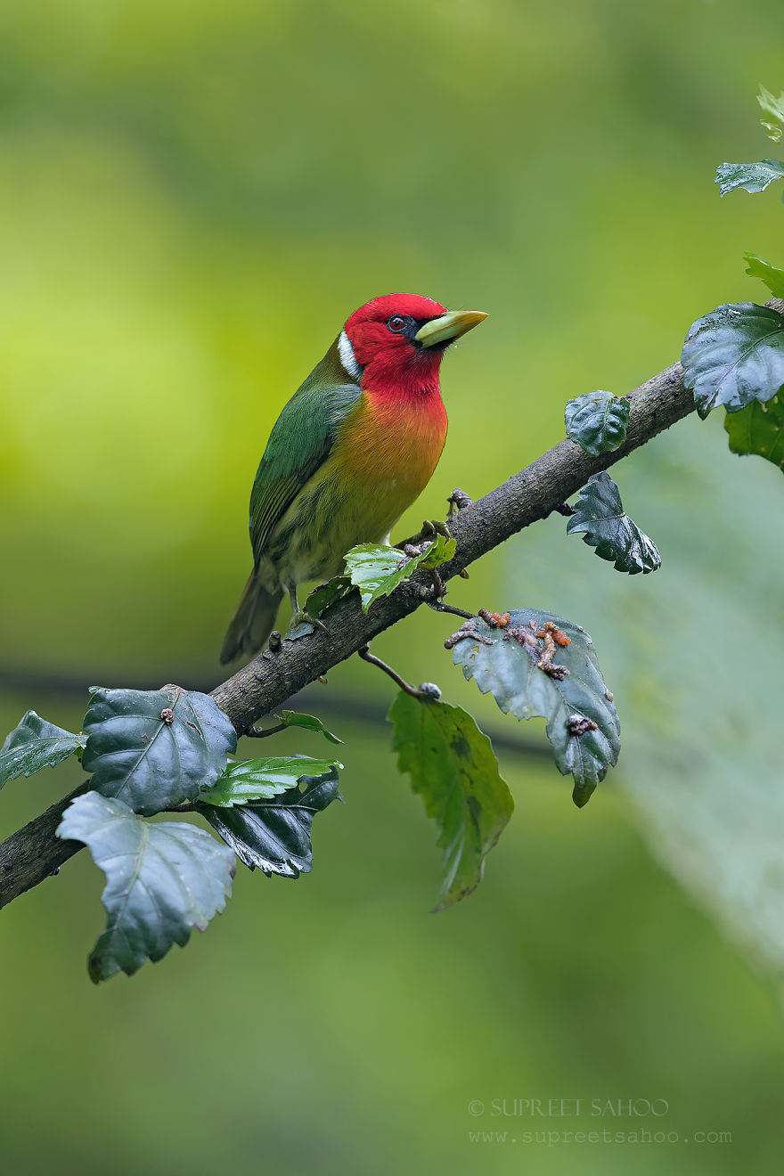 丰富多彩的野生世界 厄尔多瓜的缤纷鸟类