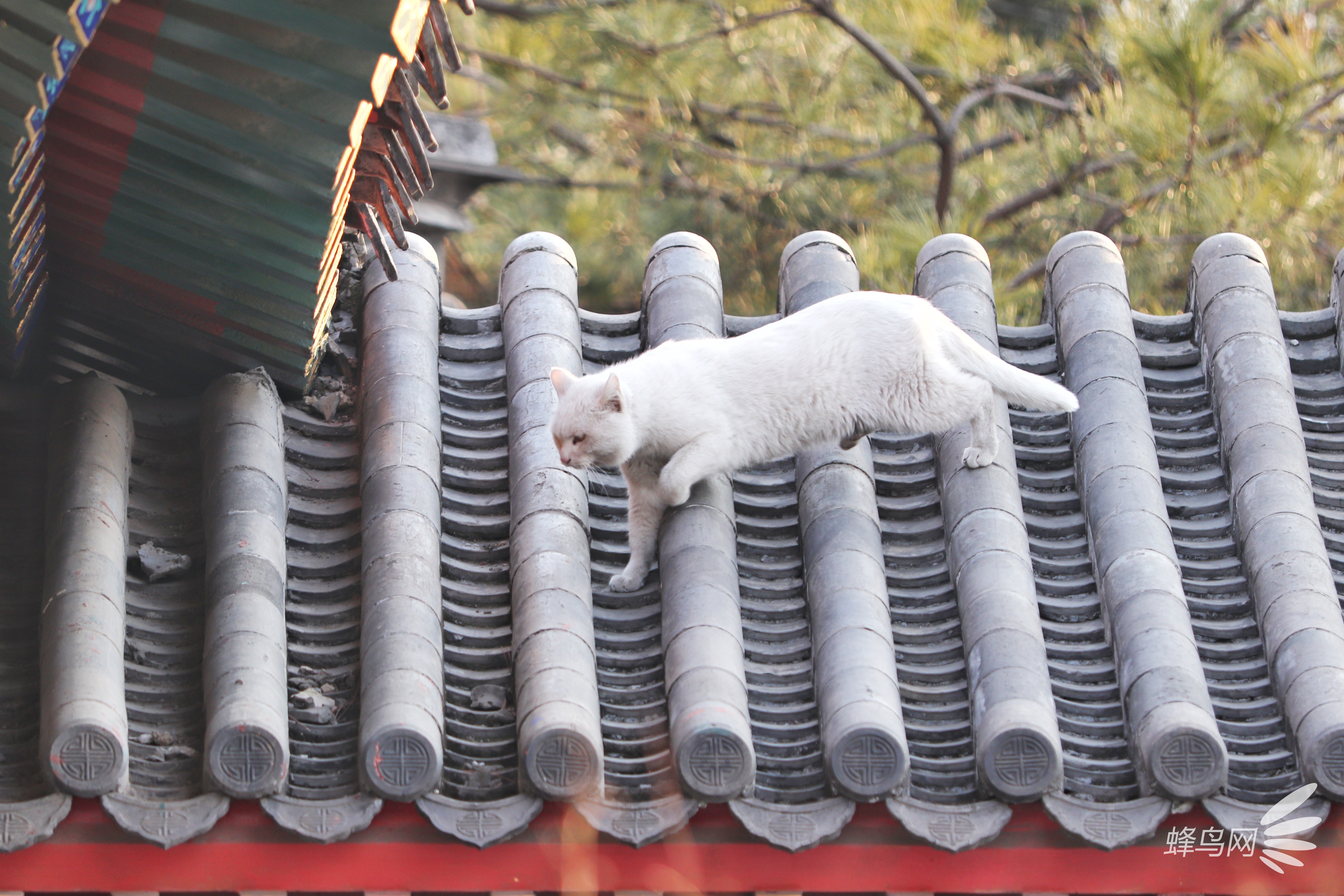 穿梭京城公园 捕捉那些优哉游哉的猫