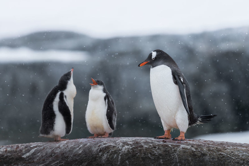 南极洲气候持续走高 暖冬下的企鹅生存