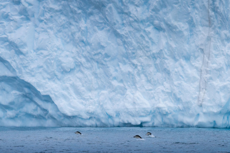南极洲气候持续走高 暖冬下的企鹅生存
