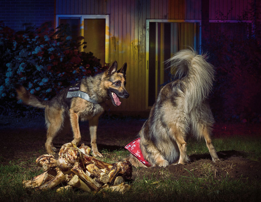 谁还不是个宝宝 凶悍警犬的搞怪日常