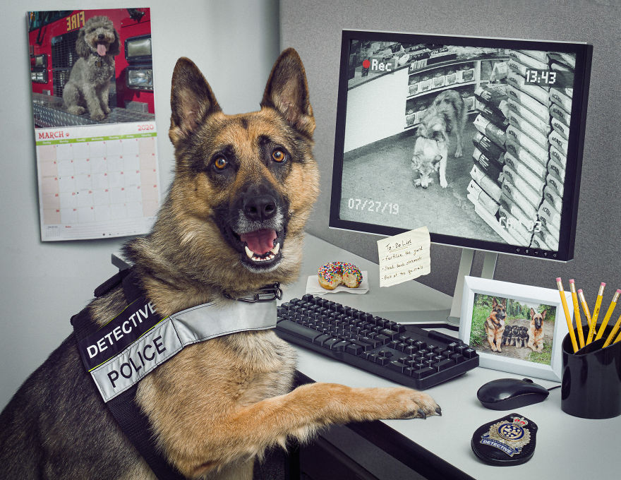 谁还不是个宝宝 凶悍警犬的搞怪日常