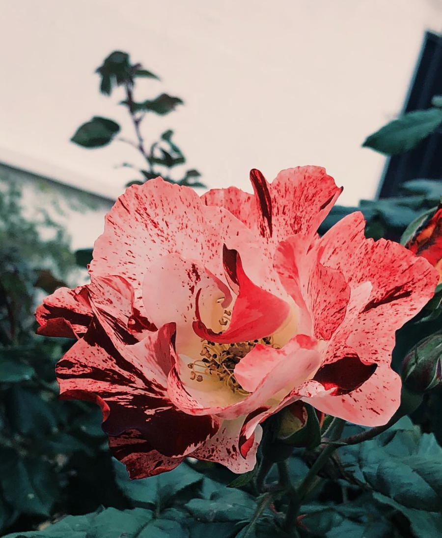 随手拍也好看！花花草草的打开方式...