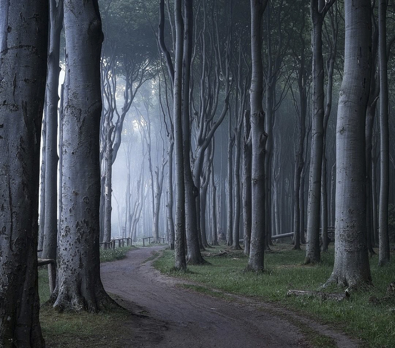 奇幻森林的迷人风光 一年四季视觉变化