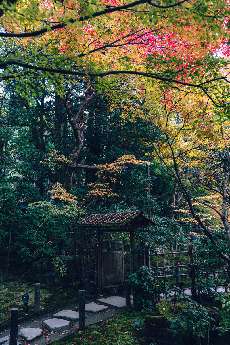 古典韵味的京都秋日 红黄点缀的温润秋色