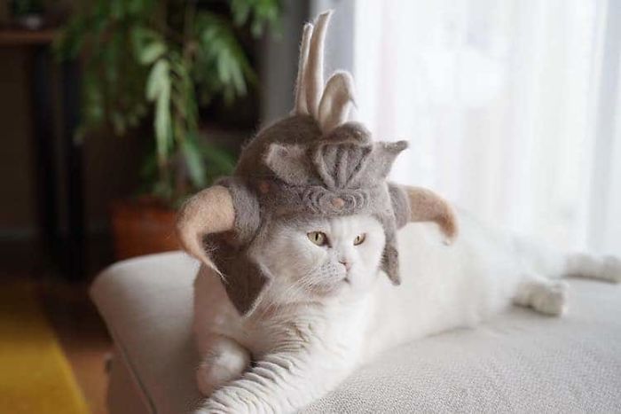 把猫掉的毛还给猫主子 来一顶毛茸茸的猫帽子