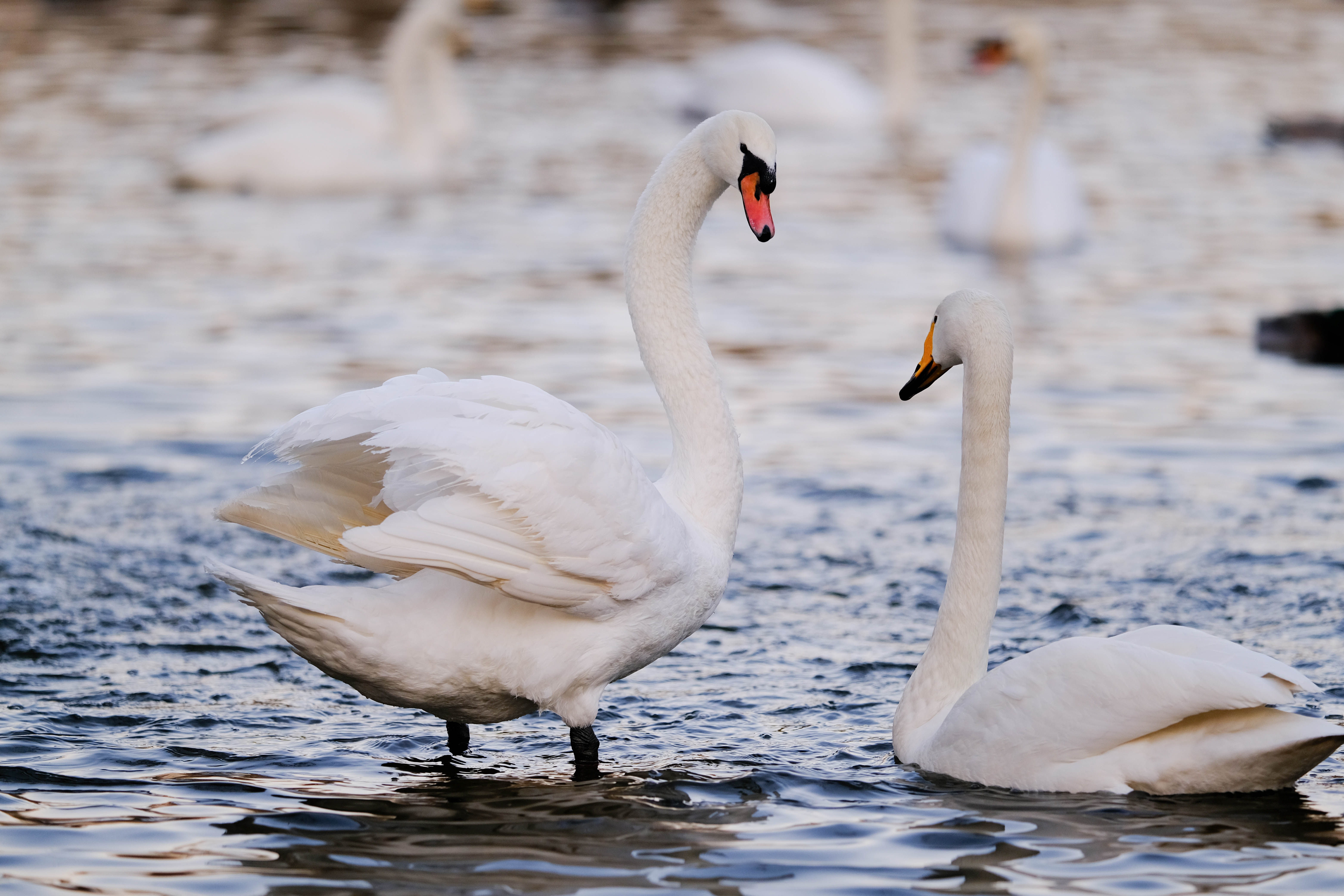 龵ͷĶ С鸻ʿ200mm F2