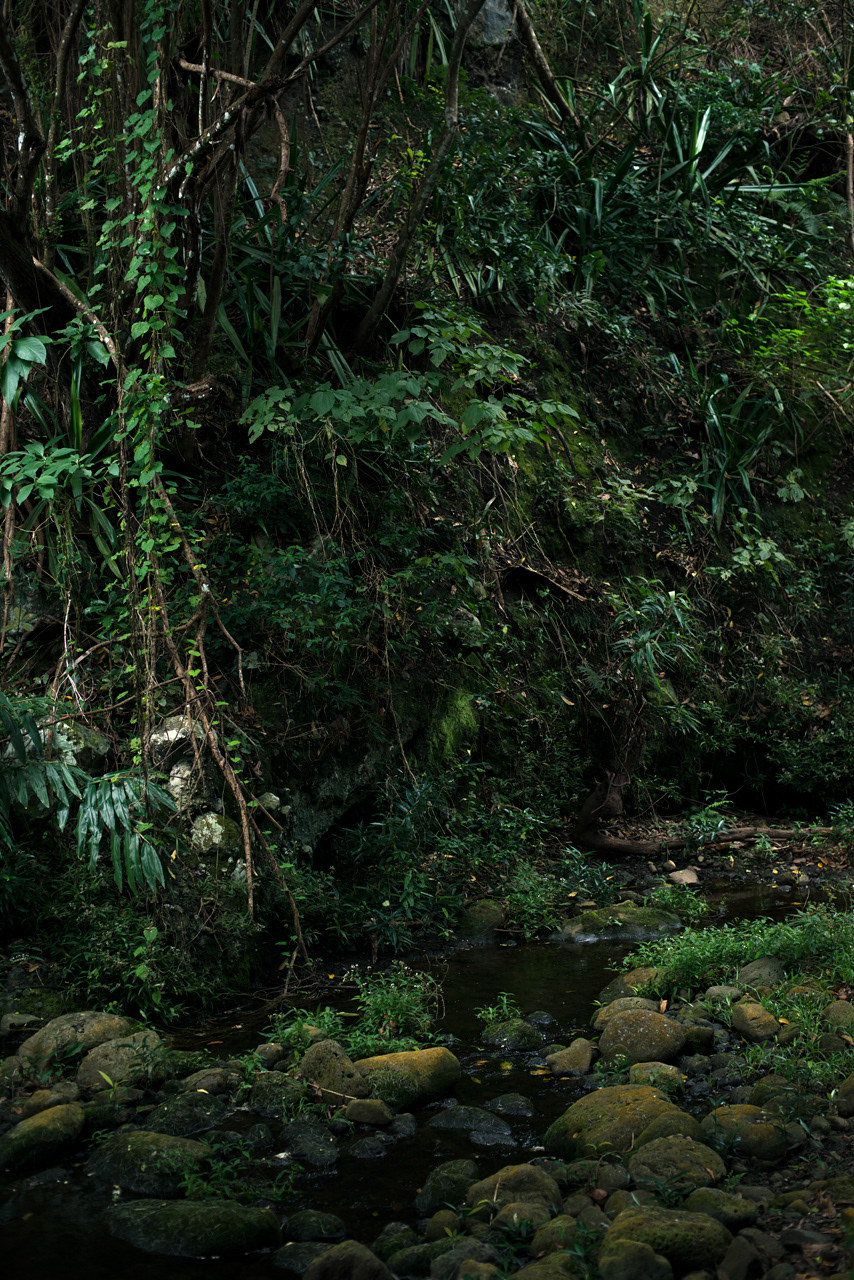 潮湿的密林 沉浸热带的绿色世界