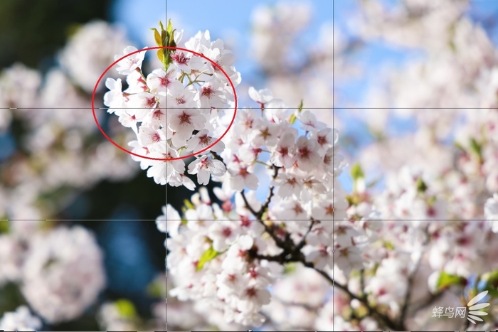 轻巧高画质 全画幅微单EOS RP记录缤纷樱花之美