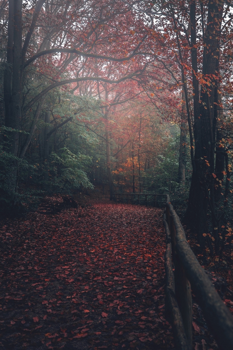 秋色盎然的极致画面 仙境一般的神秘丛林