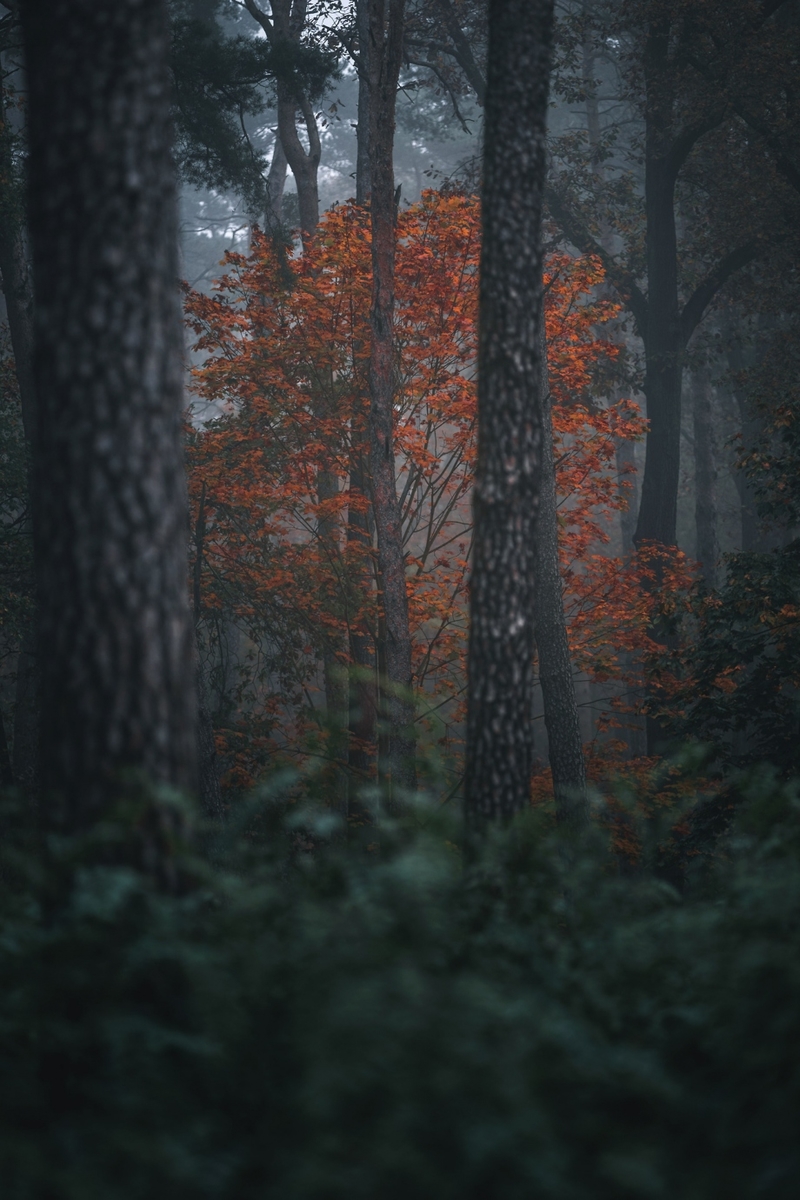 秋色盎然的极致画面 仙境一般的神秘丛林