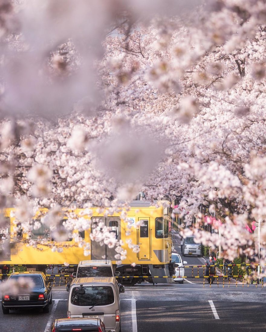 感受落英缤纷的美好 日本樱花季的粉色回忆