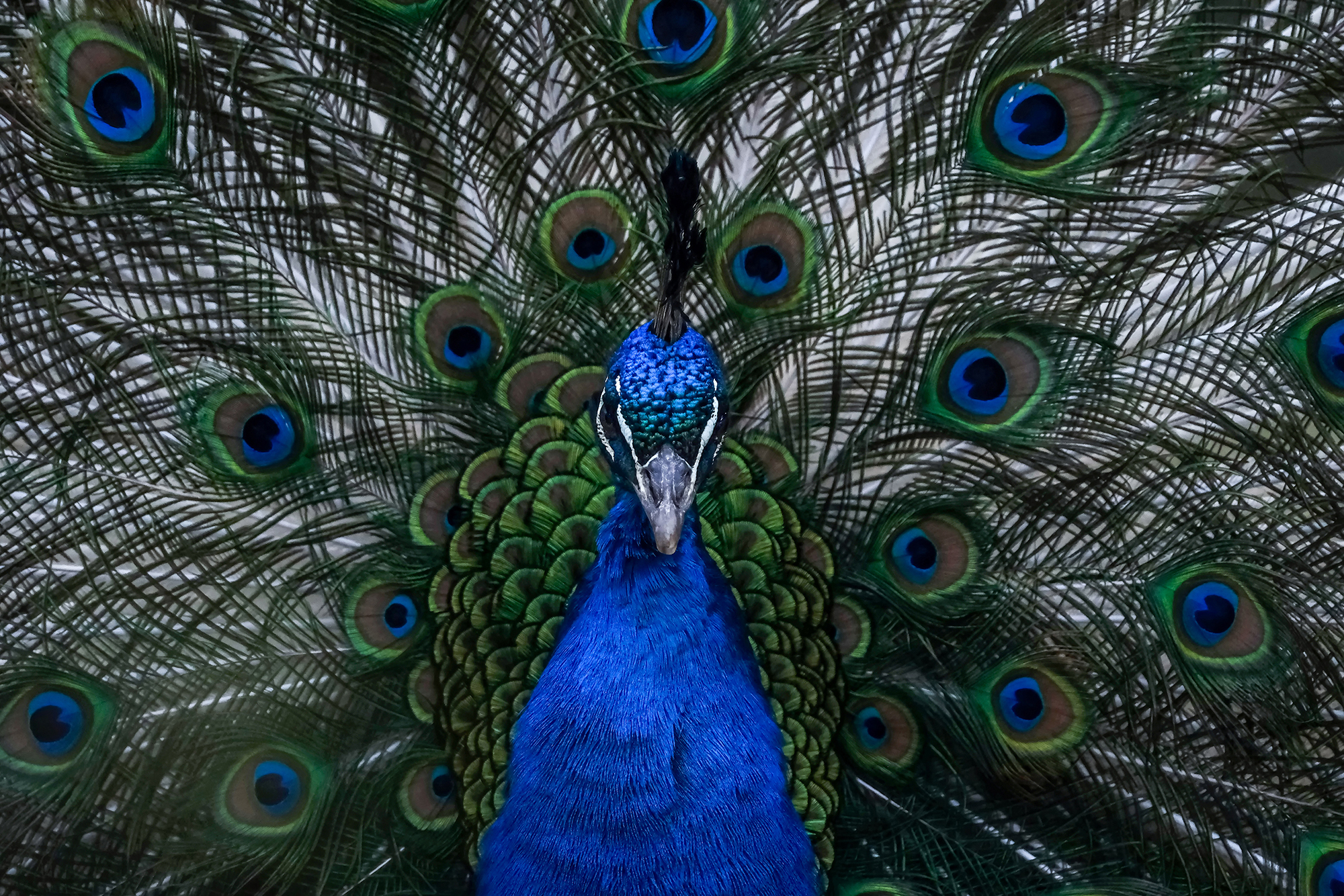 ʿĻX-H2S֧ͷ