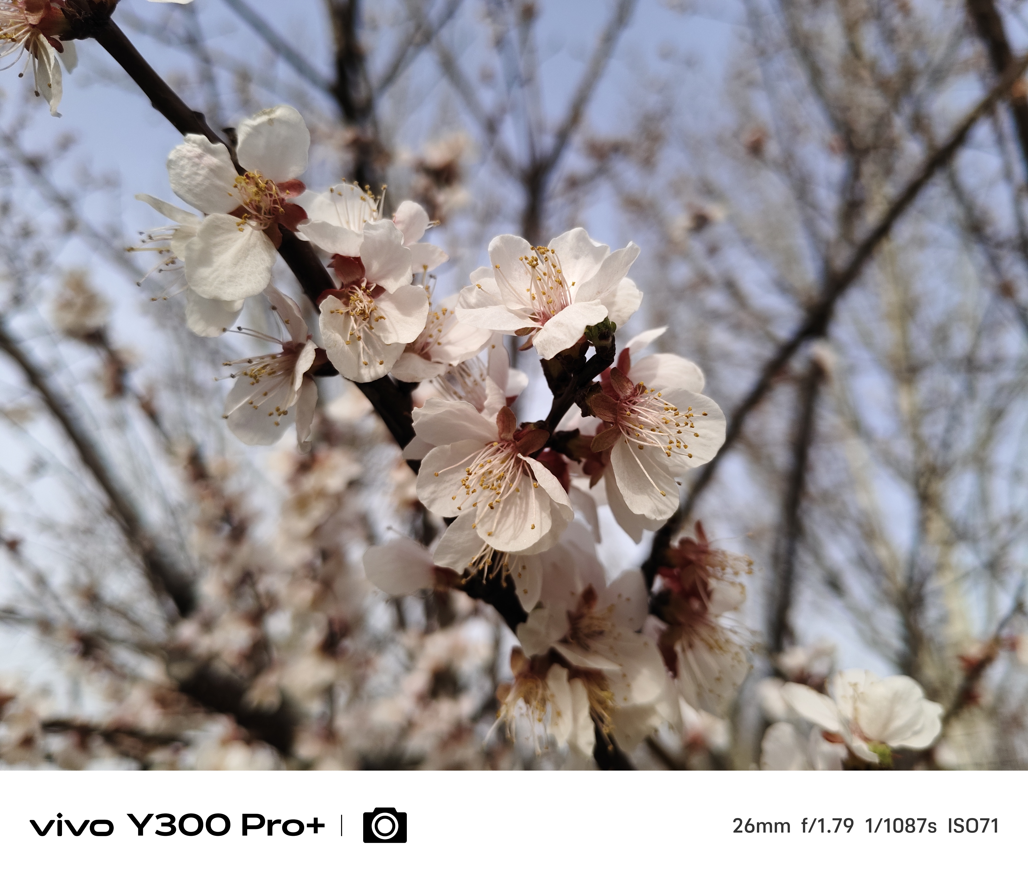 7300mAh+90WԵǳ vivo Y300 Pro+
