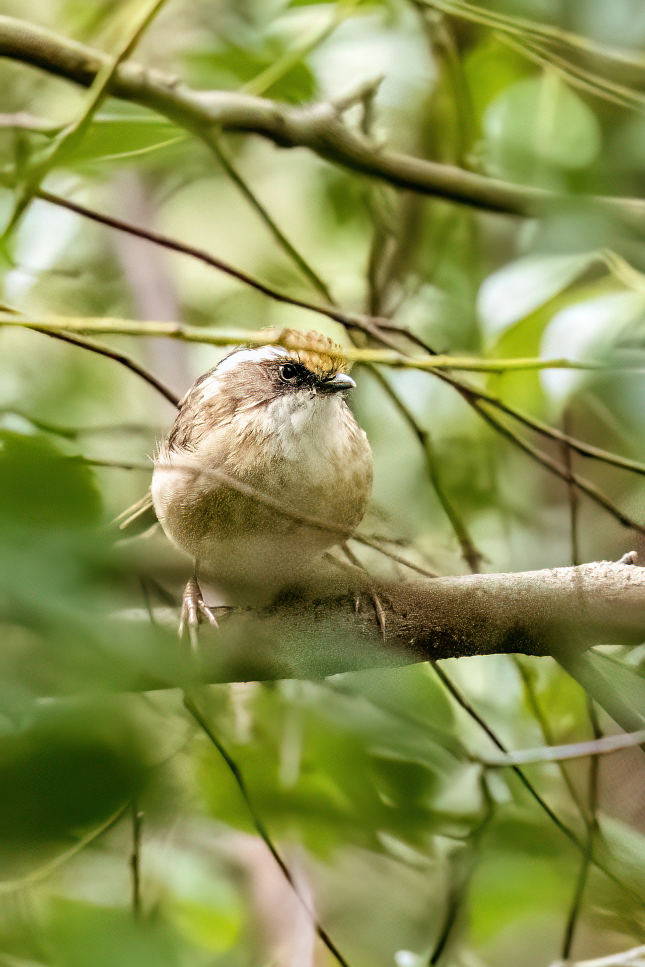 ���ǵ����գ��Է������Ӱд�� ��Ӱ����ס�������� OM-1 MarkII ED 50-200mm F2.8 IS PRO