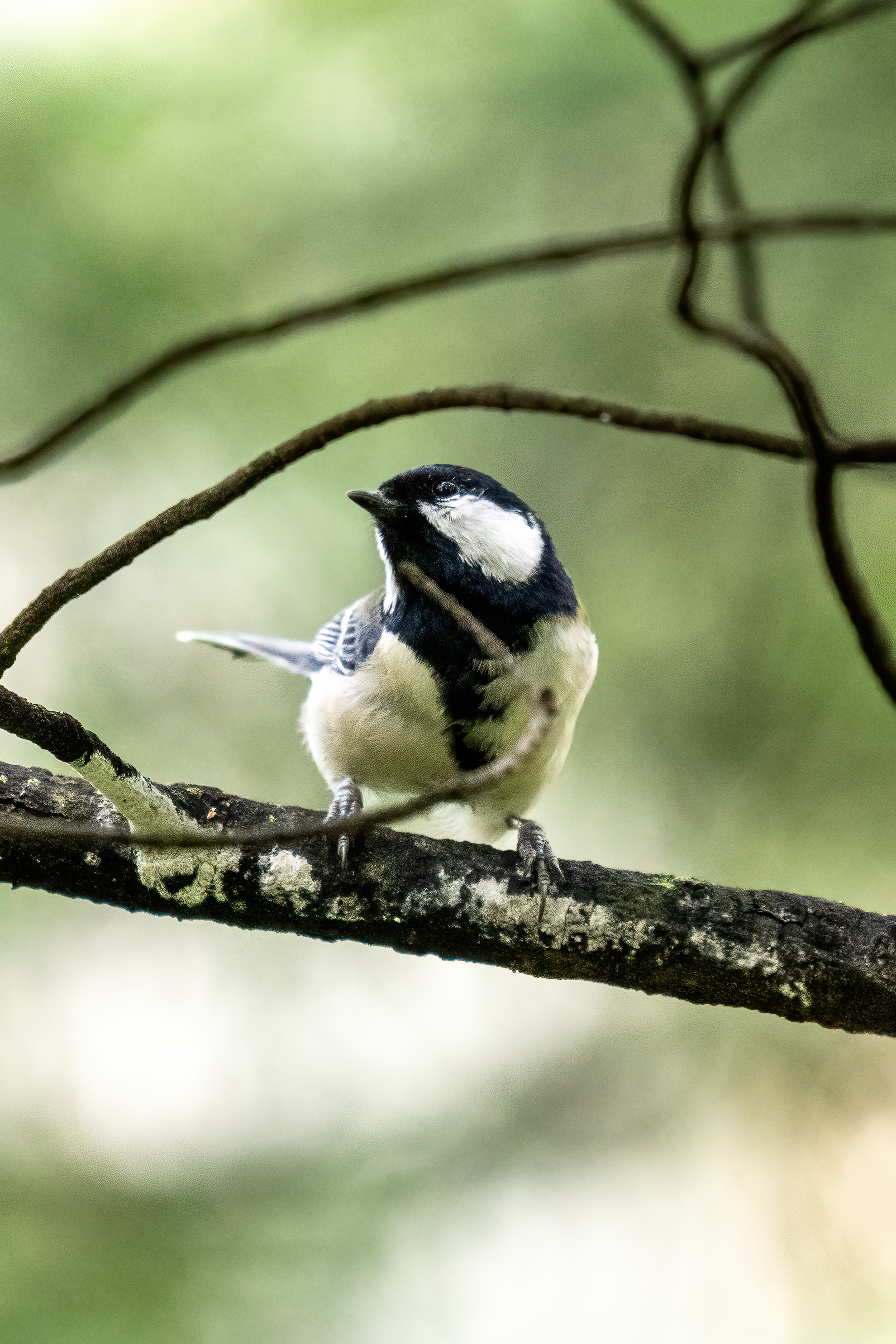 ���ǵ����գ��Է������Ӱд�� ��Ӱ����ס�������� OM-1 MarkII ED 50-200mm F2.8 IS PRO