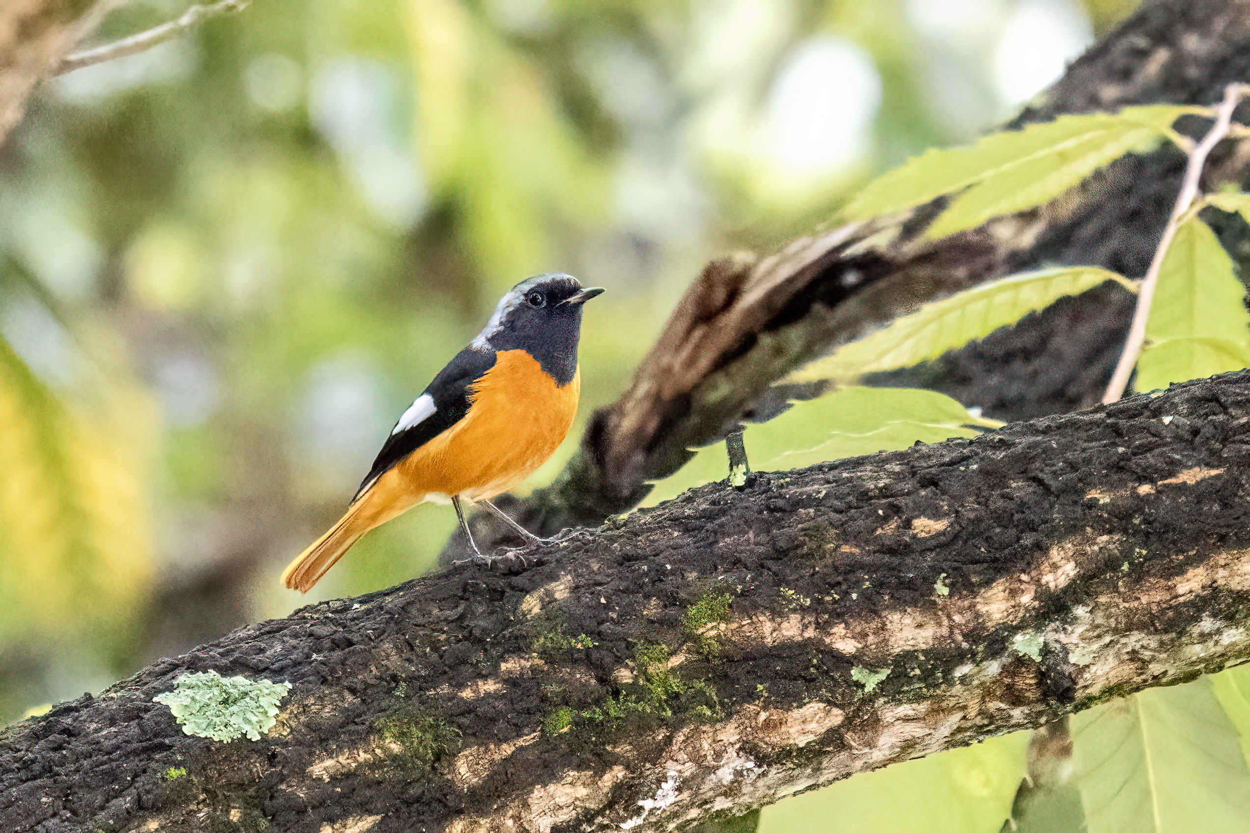 ���ǵ����գ��Է������Ӱд�� ��Ӱ����ס�������� OM-1 MarkII ED 50-200mm F2.8 IS PRO