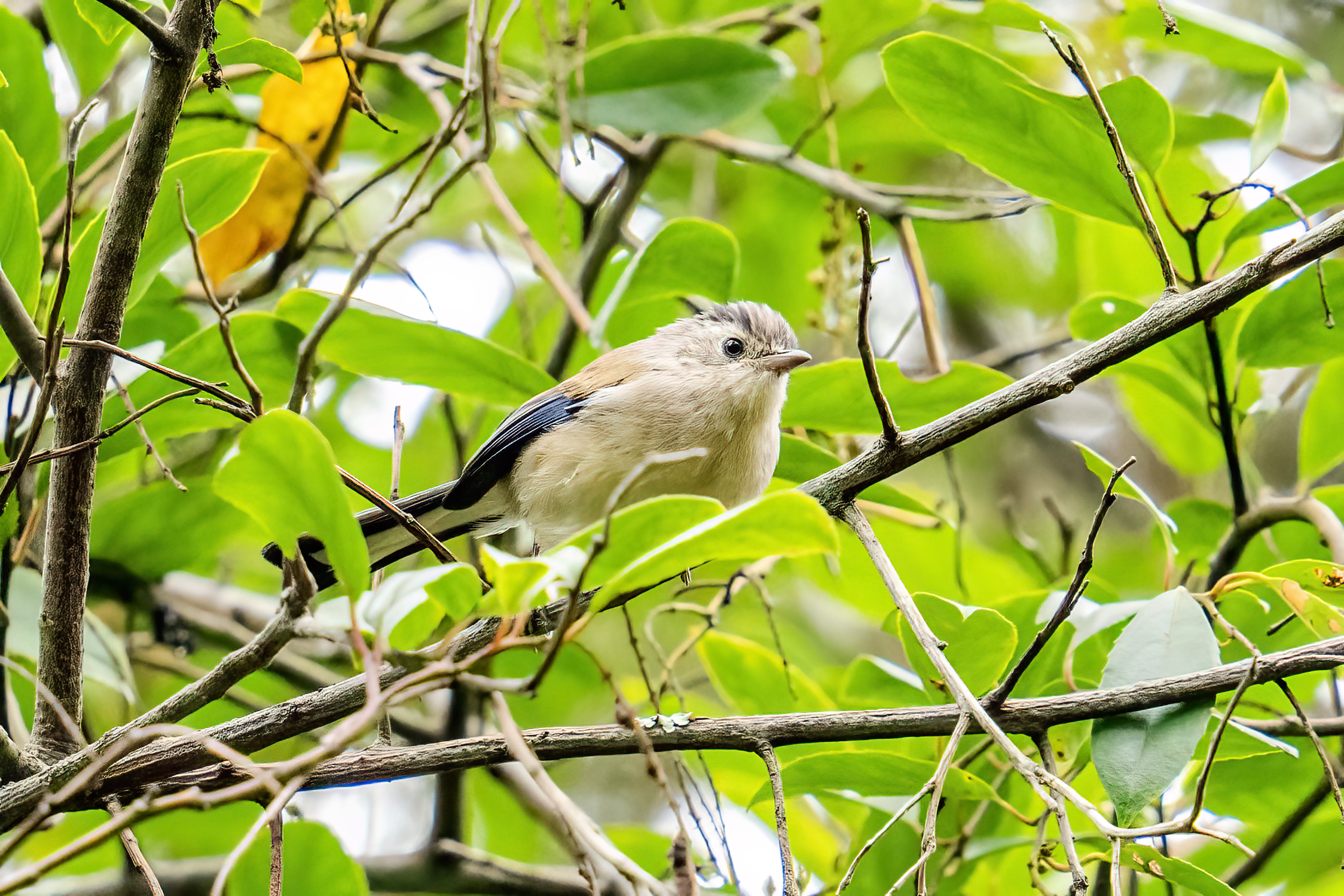 ���ǵ����գ��Է������Ӱд�� ��Ӱ����ס�������� OM-1 MarkII ED 50-200mm F2.8 IS PRO