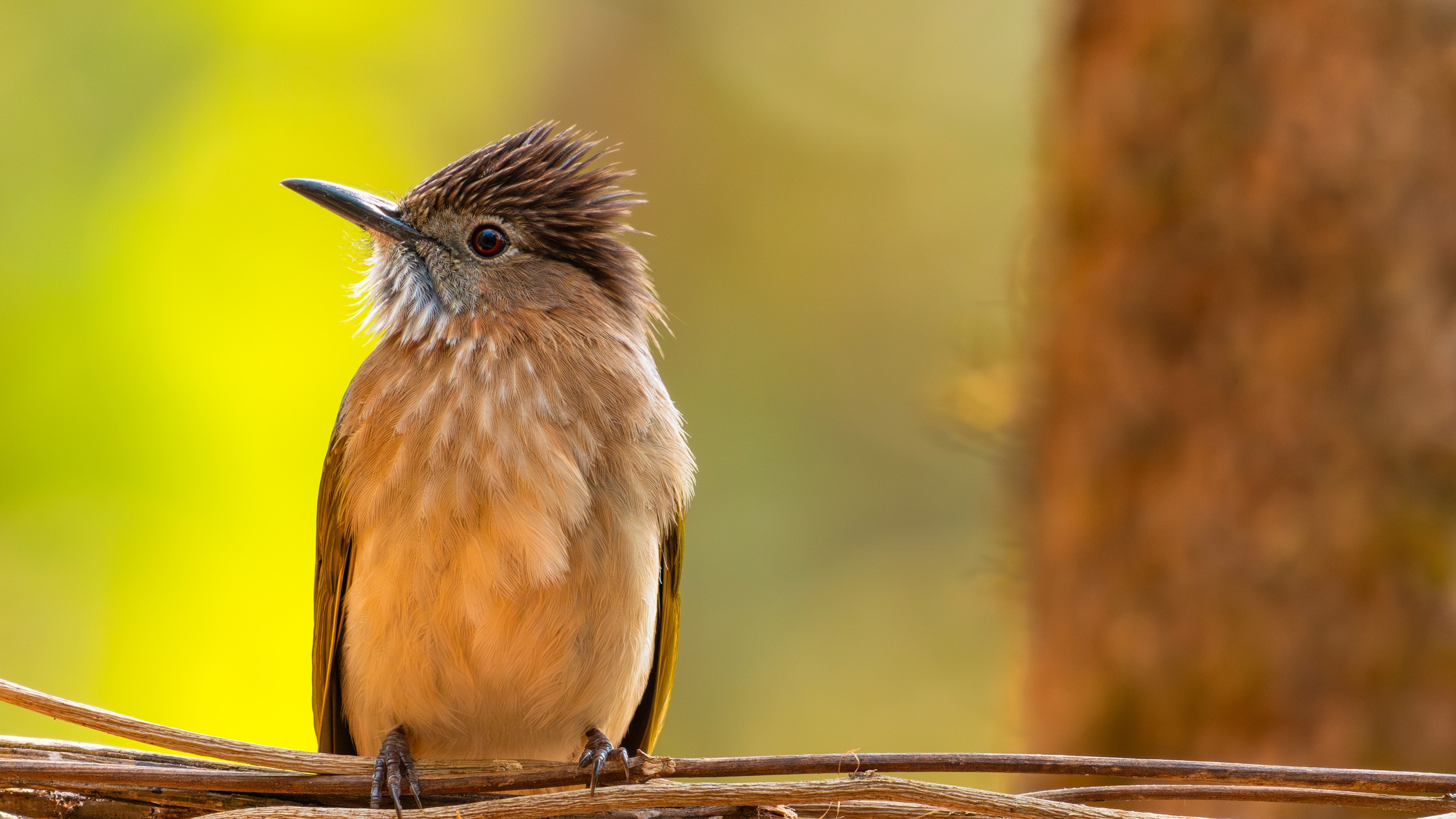 索尼首款800mm超远摄变焦G镜头FE 400-800mm F6.3-8 G OSS 及全画幅大光圈超广角定焦镜头FE 16mm F1.8 G发布