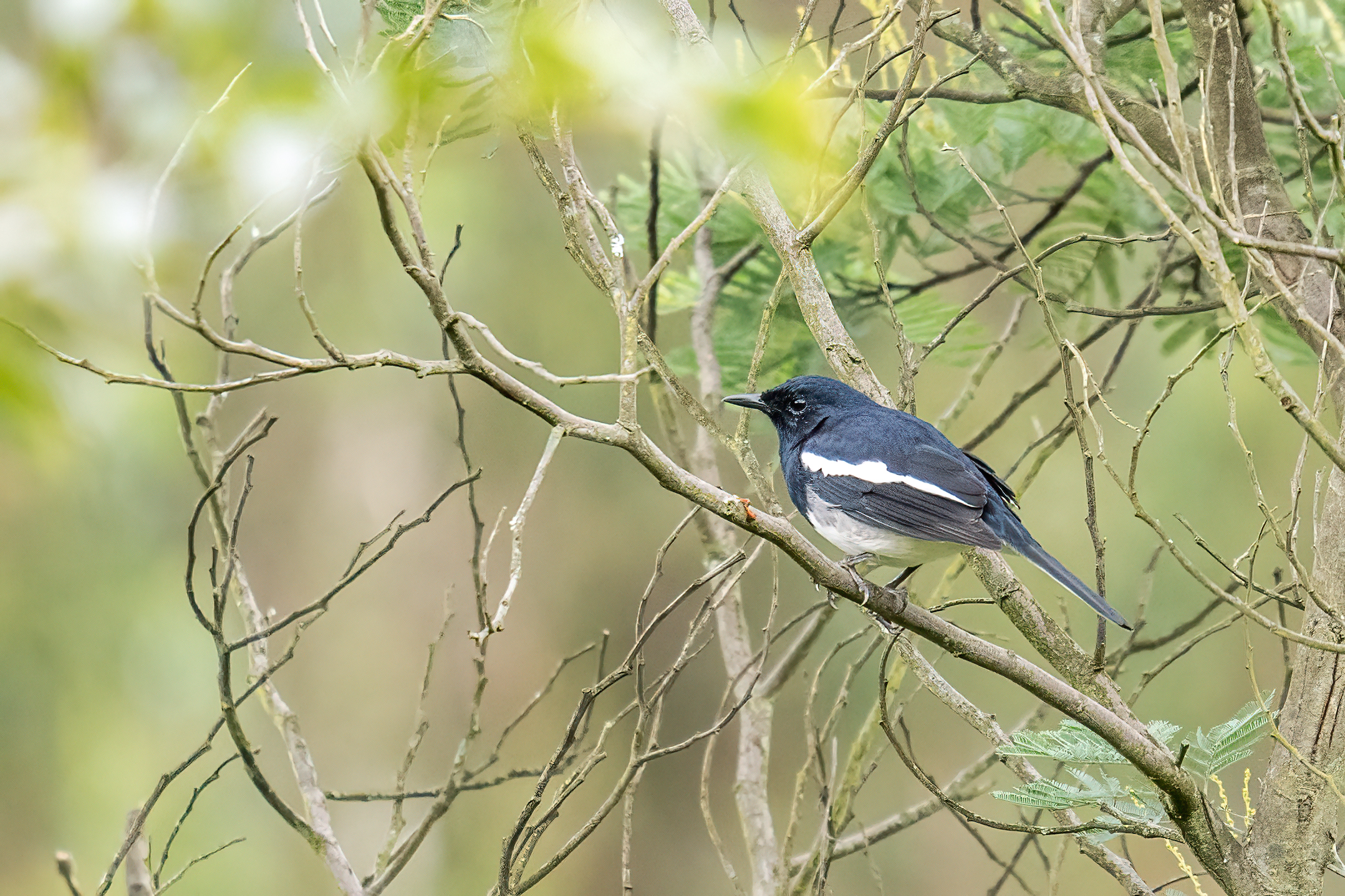 ���ǵ����գ��Է������Ӱд�� ��Ӱ����ס�������� OM-1 MarkII ED 50-200mm F2.8 IS PRO