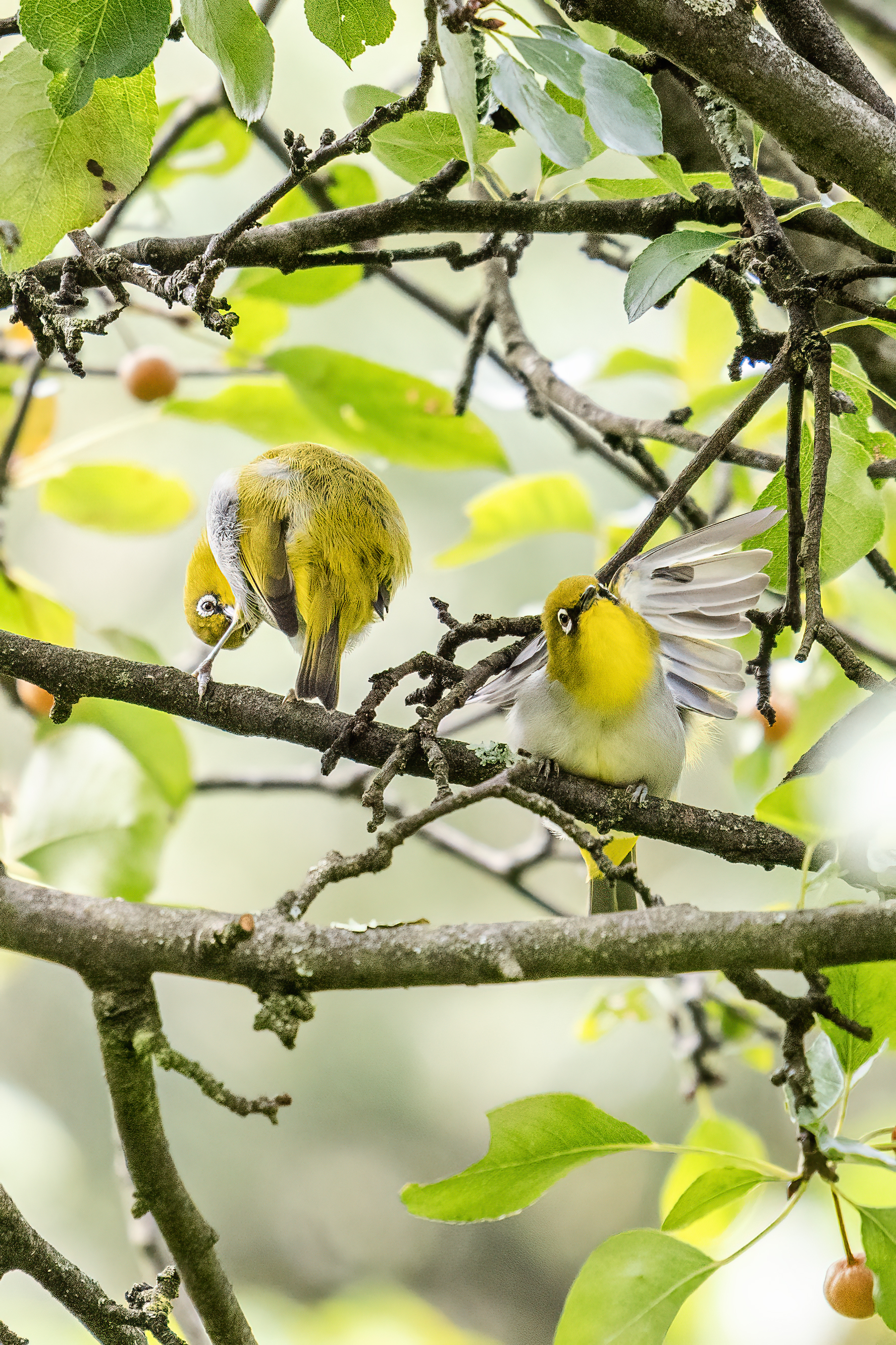 ���ǵ����գ��Է������Ӱд�� ��Ӱ����ס�������� OM-1 MarkII ED 50-200mm F2.8 IS PRO