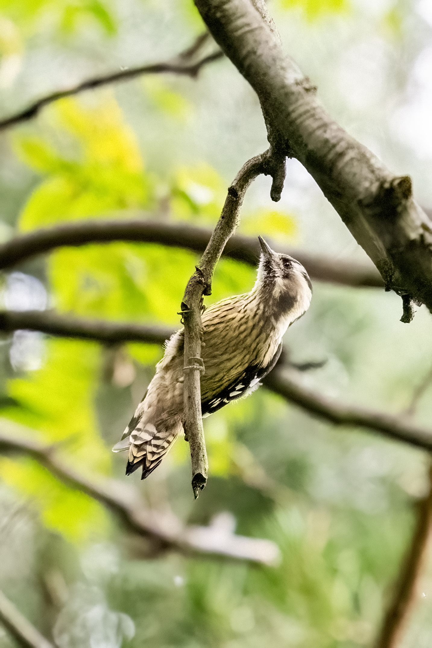 ���ǵ����գ��Է������Ӱд�� ��Ӱ����ס�������� OM-1 MarkII ED 50-200mm F2.8 IS PRO