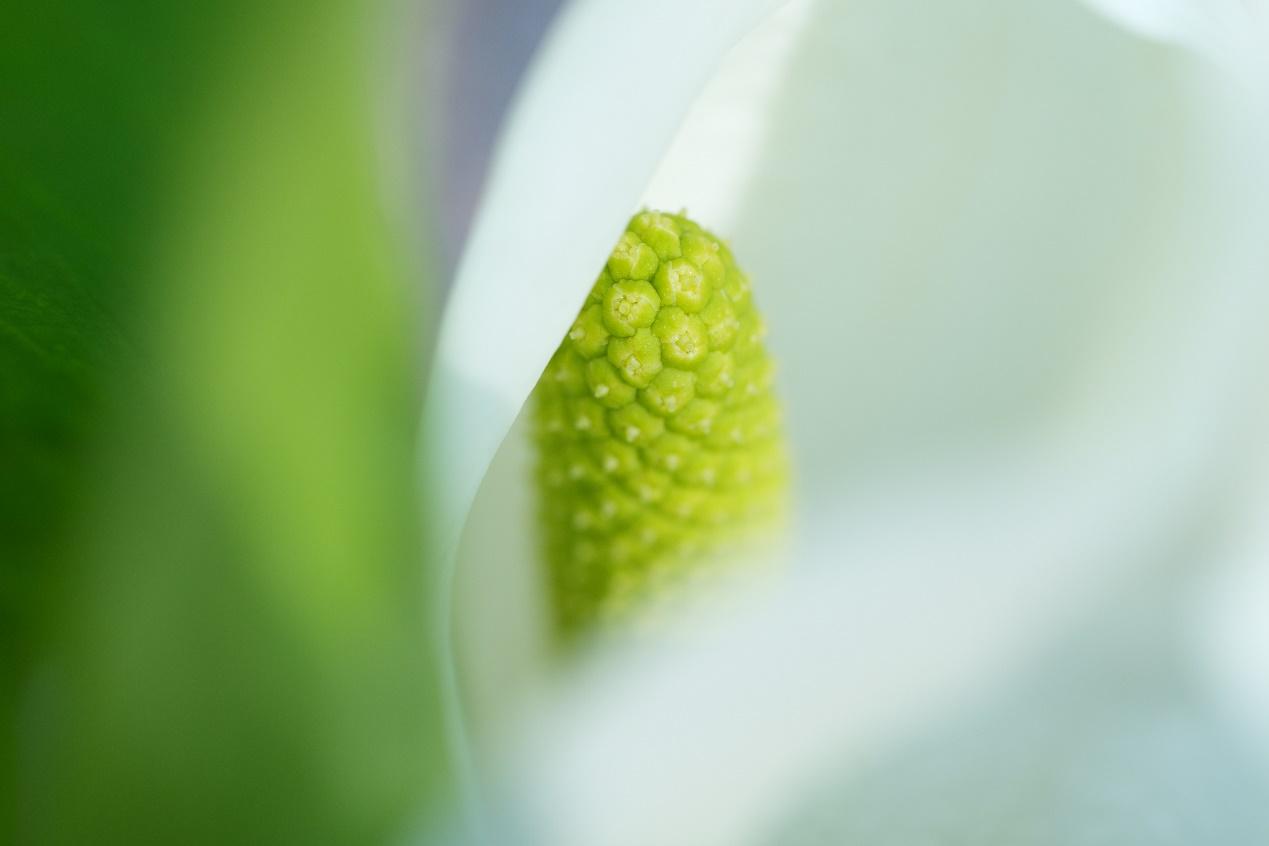 ΢ һ ᷢһСԪFE 70-200mm F4 Macro G OSS IIͷ