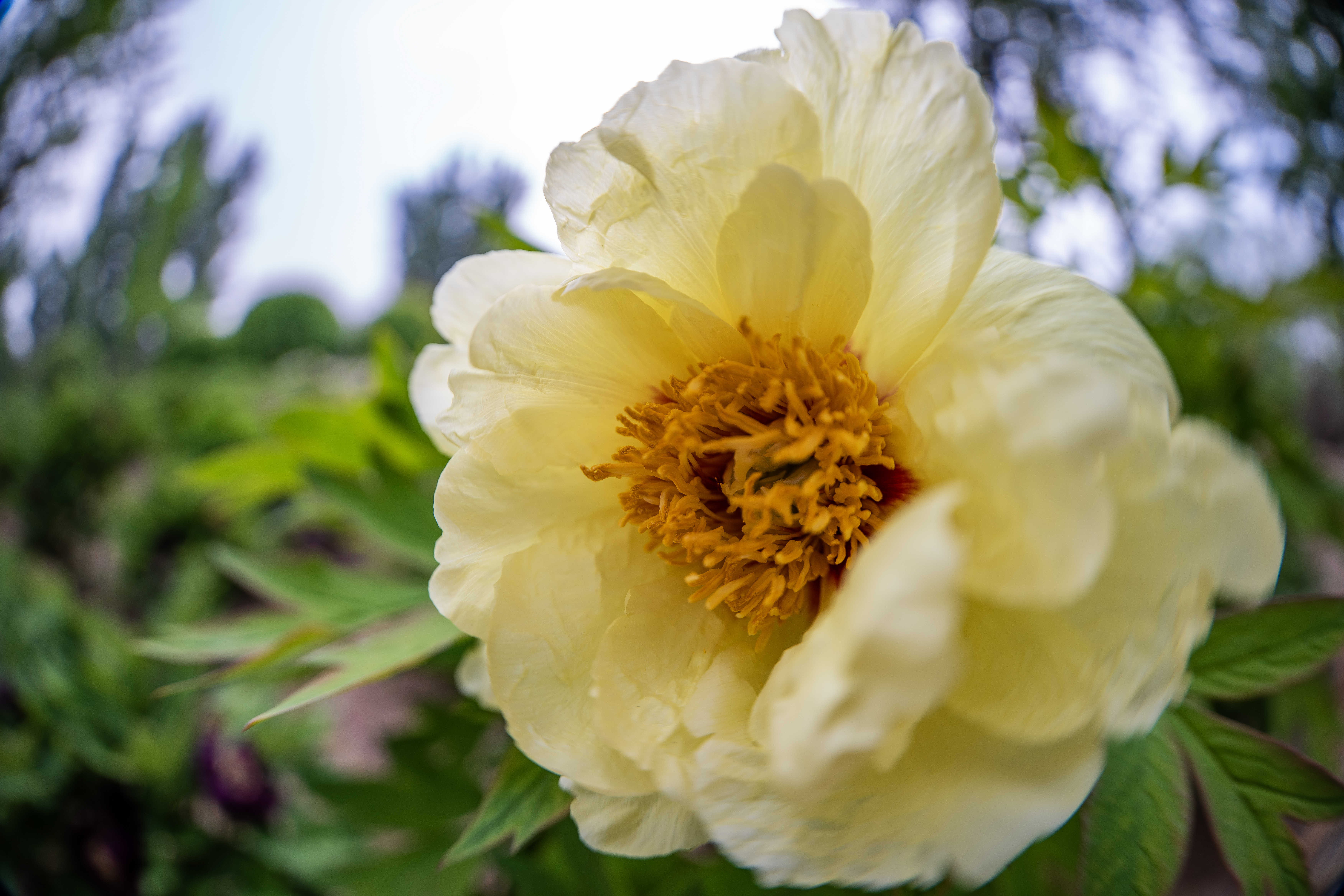8-15mm F2.8۾ͷ ǵ֮