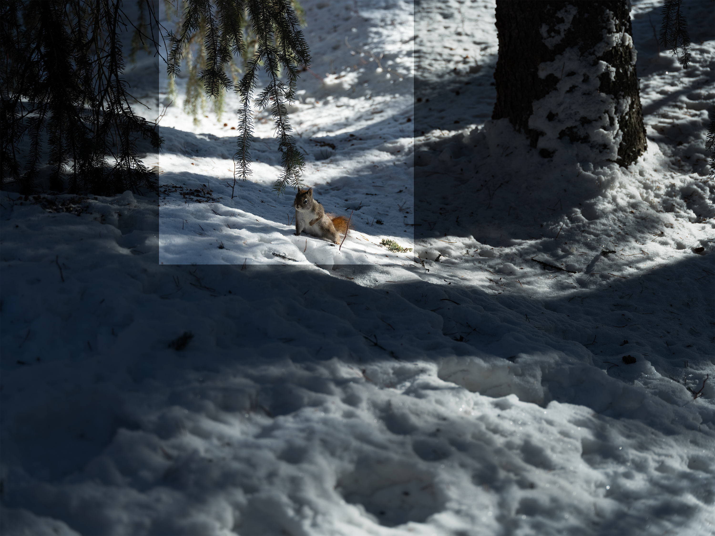 ѩԭ�ϵĹ�Ӱ����  ��ʿGFX100 II