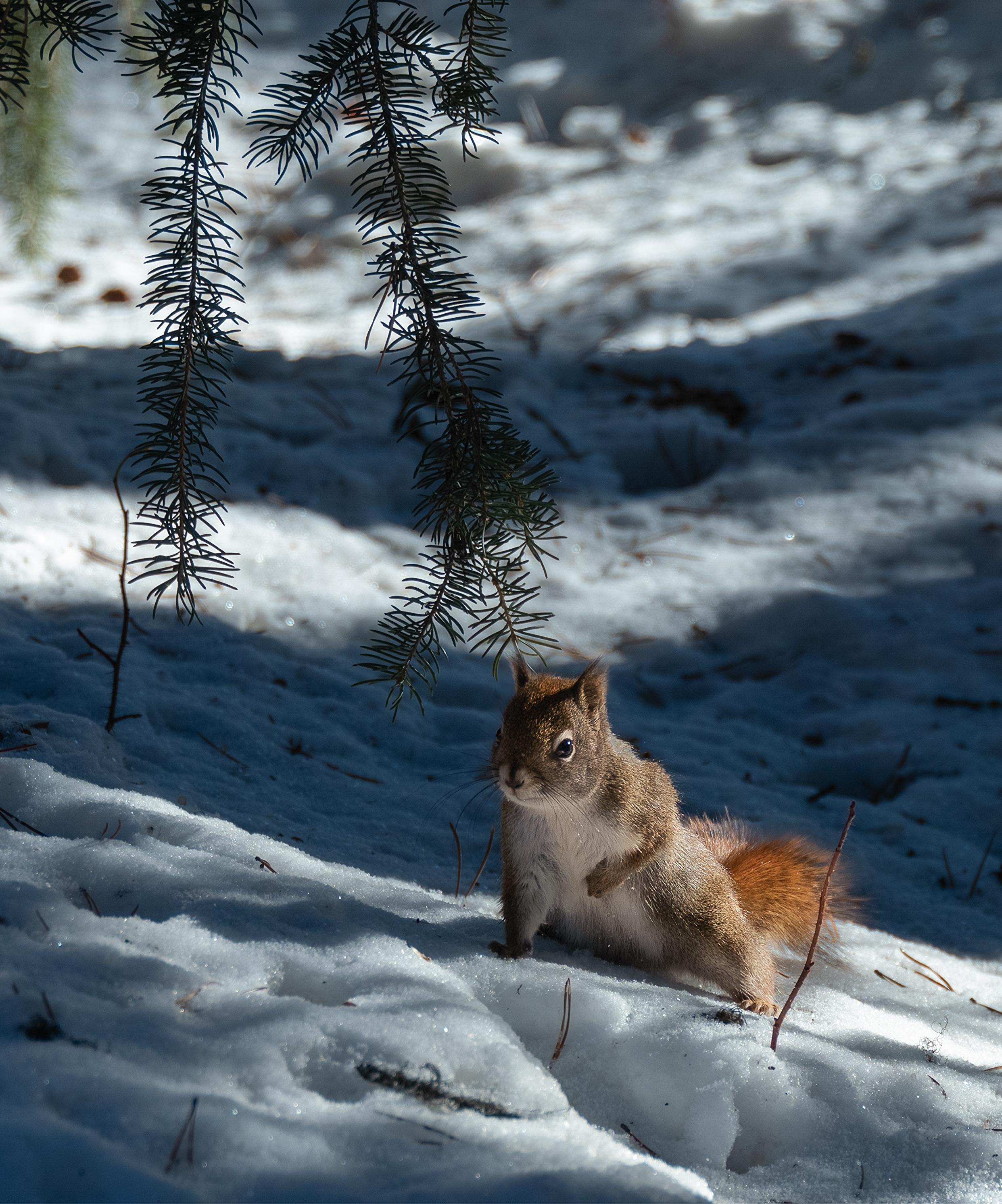 ѩԭ�ϵĹ�Ӱ����  ��ʿGFX100 II