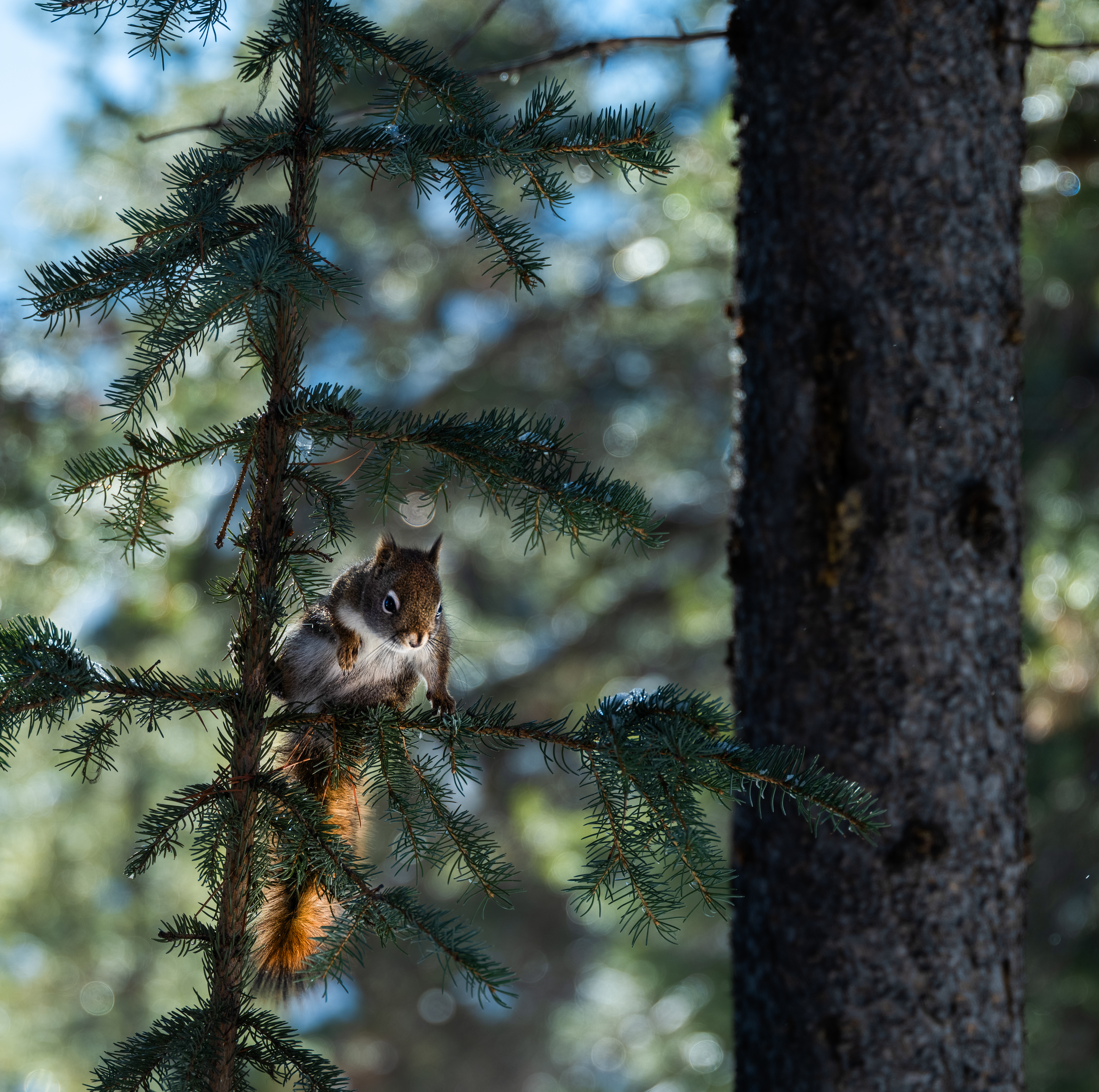 ѩԭ�ϵĹ�Ӱ����  ��ʿGFX100 II