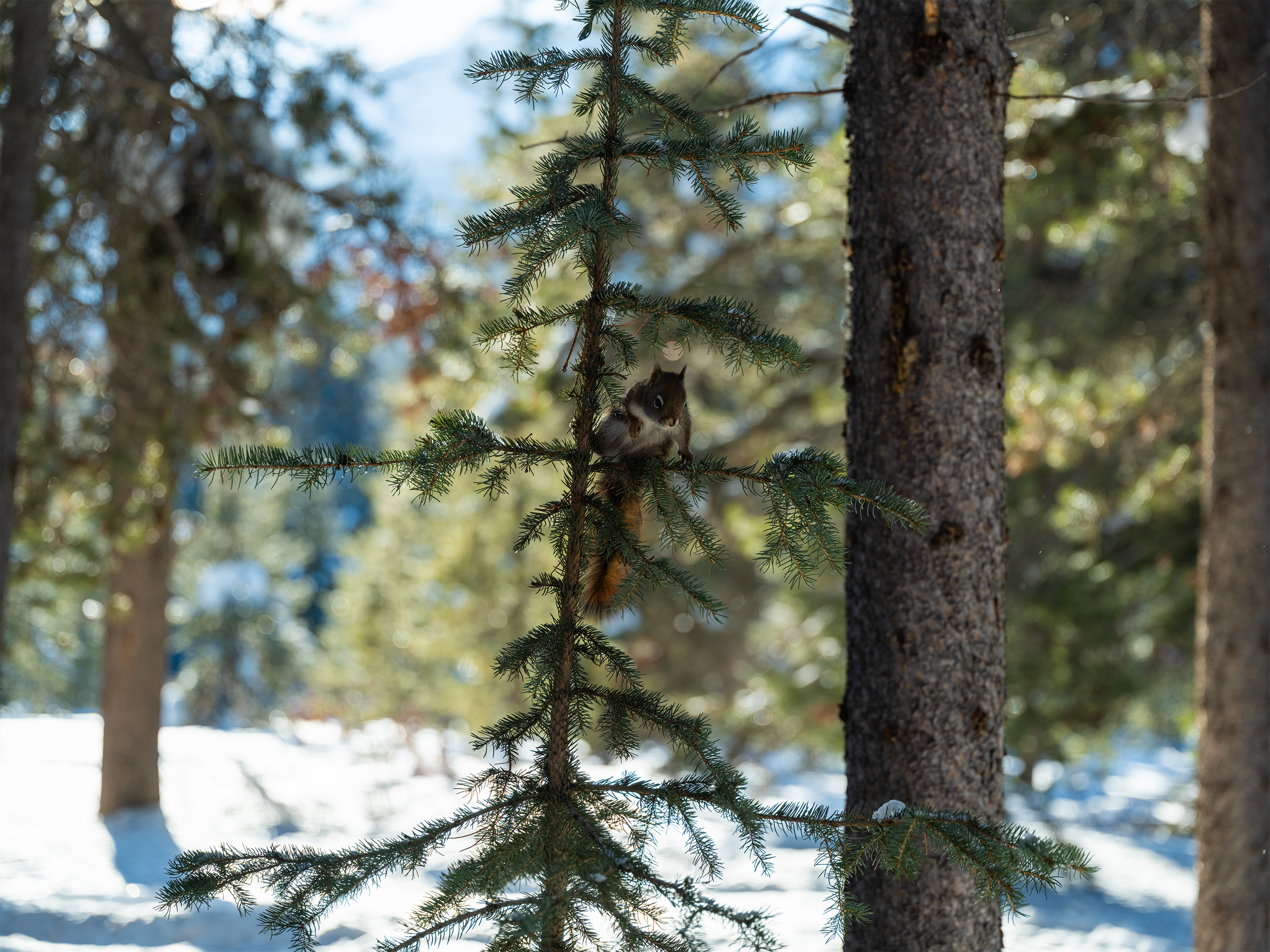 ѩԭ�ϵĹ�Ӱ����  ��ʿGFX100 II