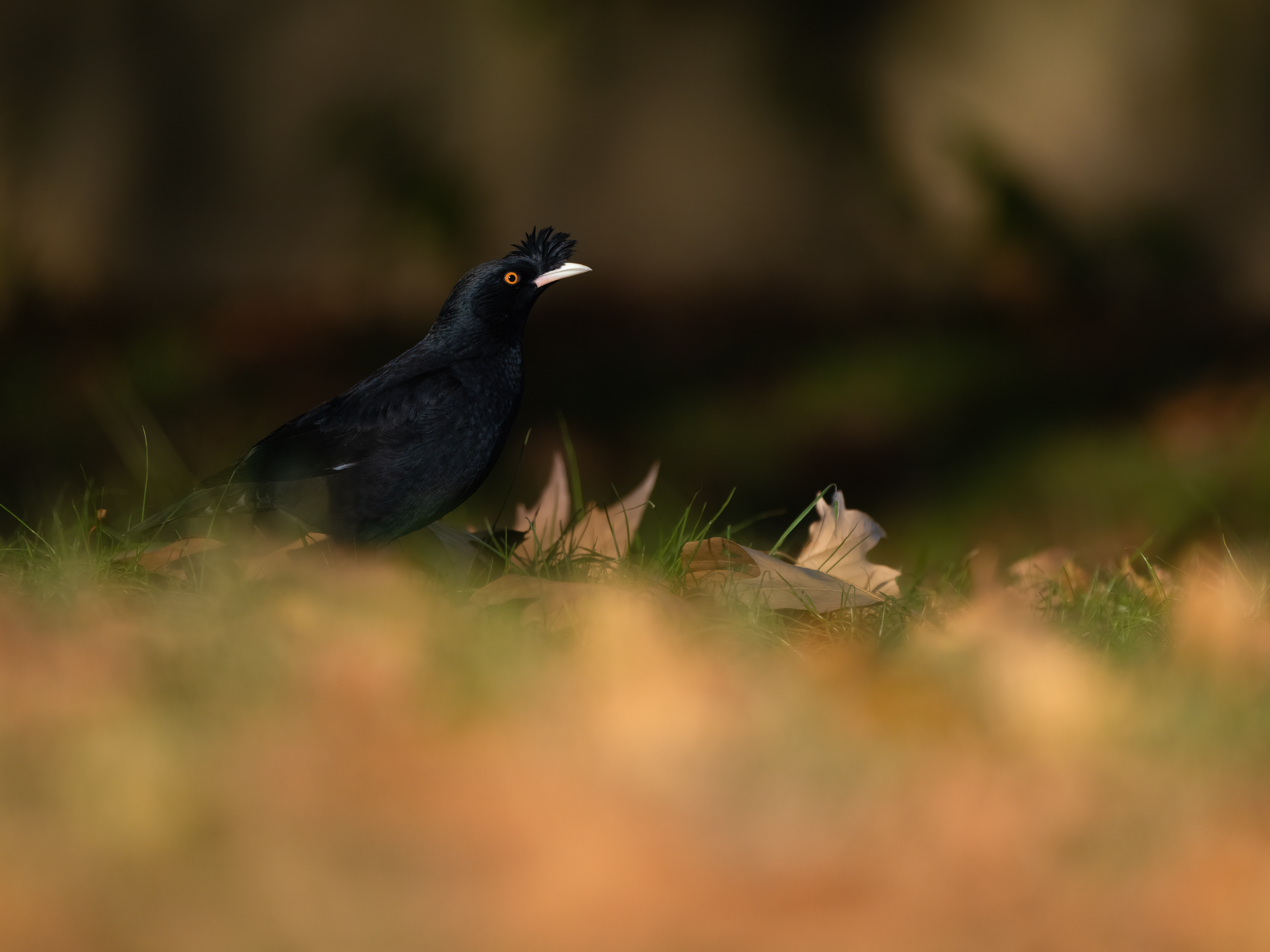 ��ʿGFX100 II�л��� ������̬��Ӱ����