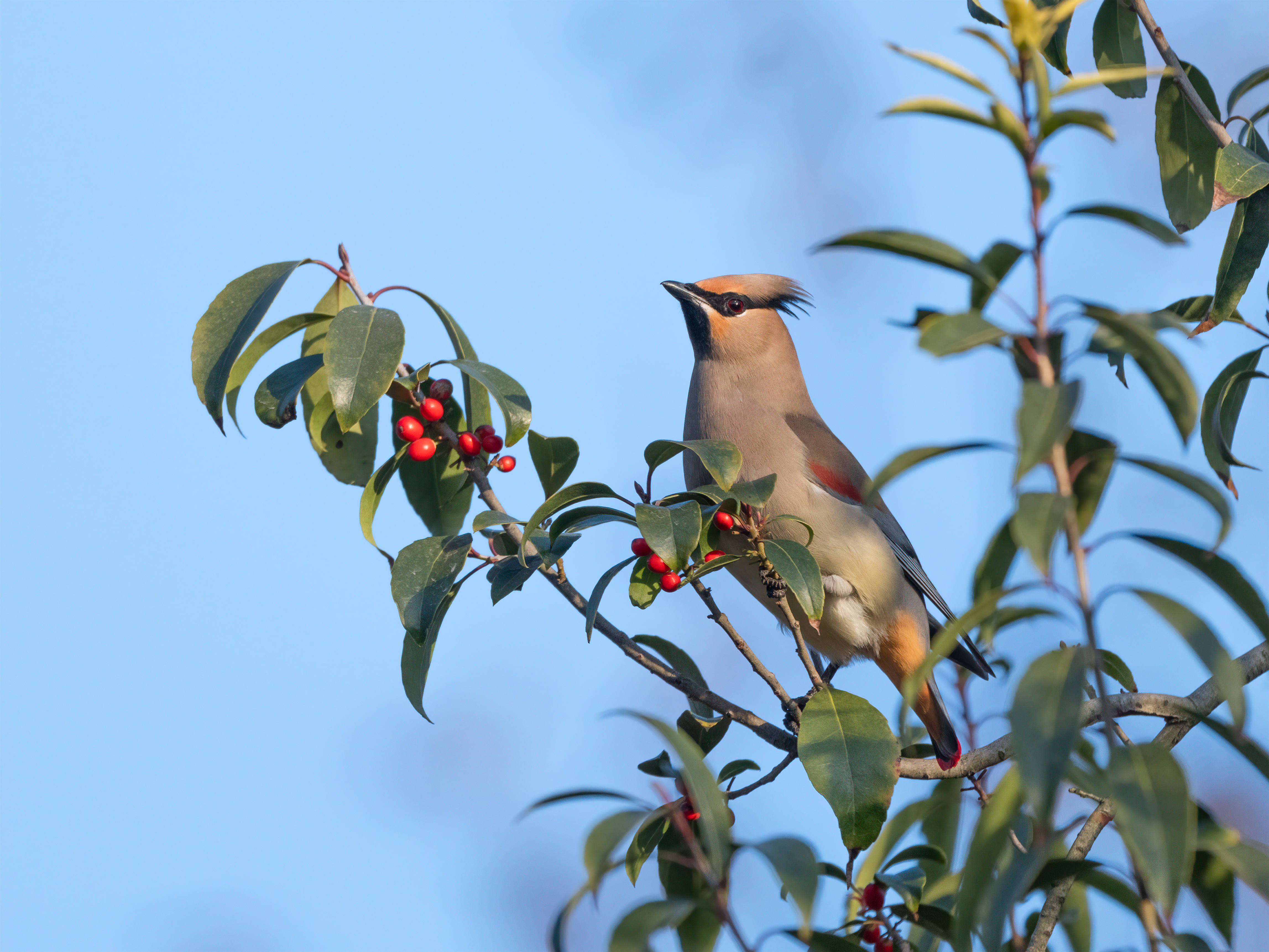 ��ʿGFX100 II�л��� ������̬��Ӱ����