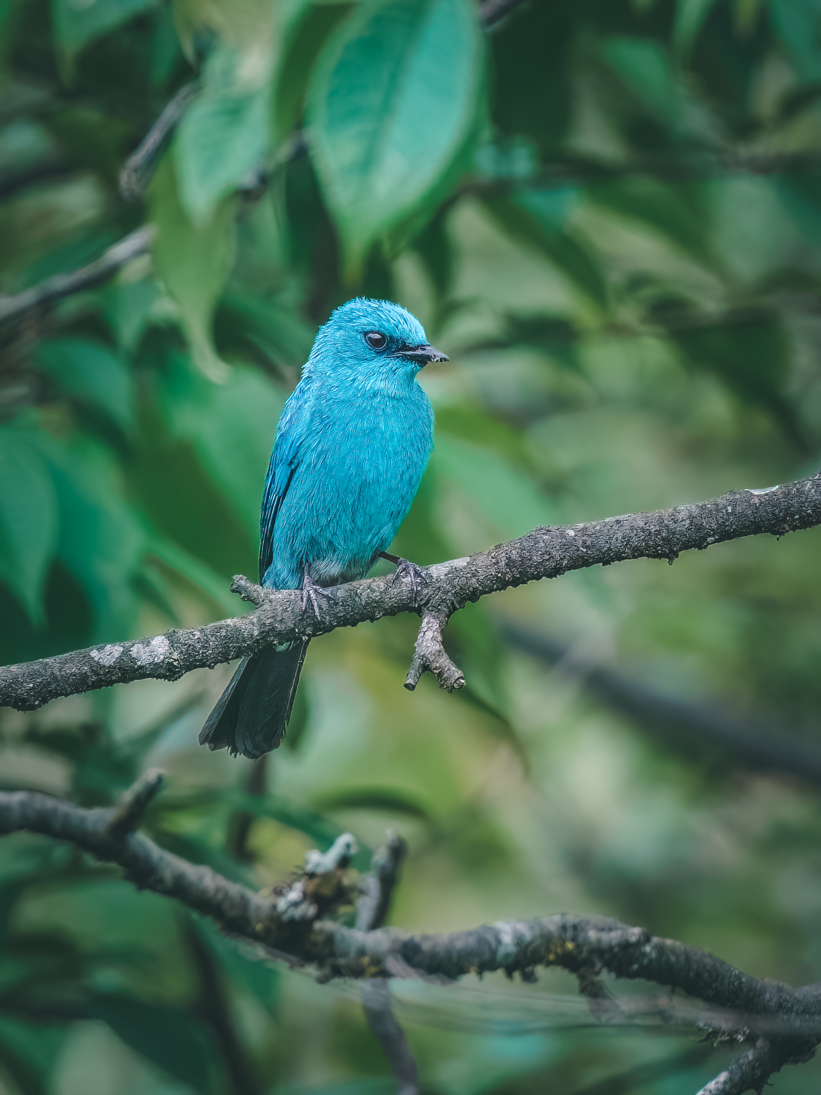 Ÿʿ X-H2S+ XF150-600mm̽Ѱɽּ侫