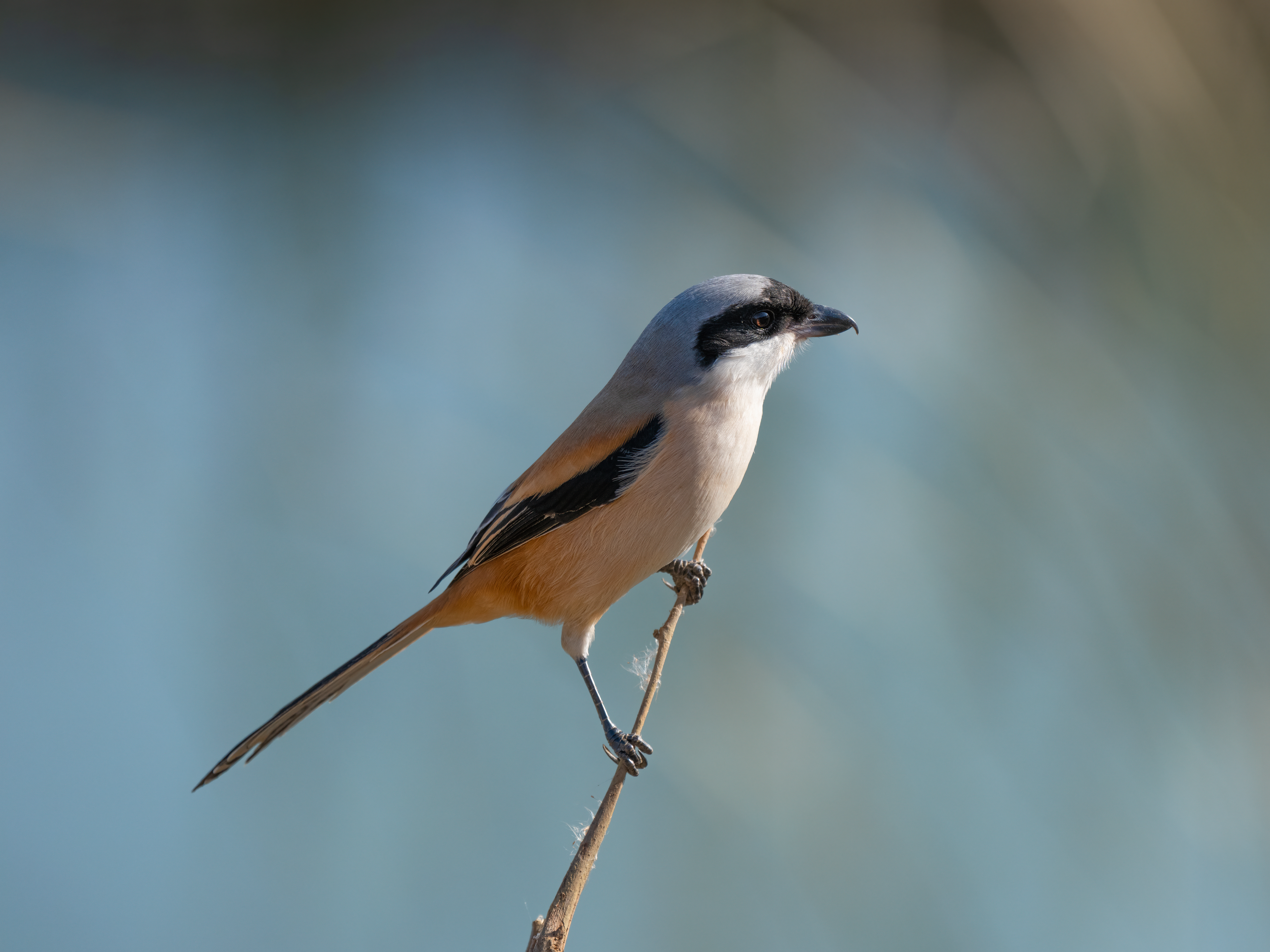 ��ʿGFX100 II�л��� ������̬��Ӱ����