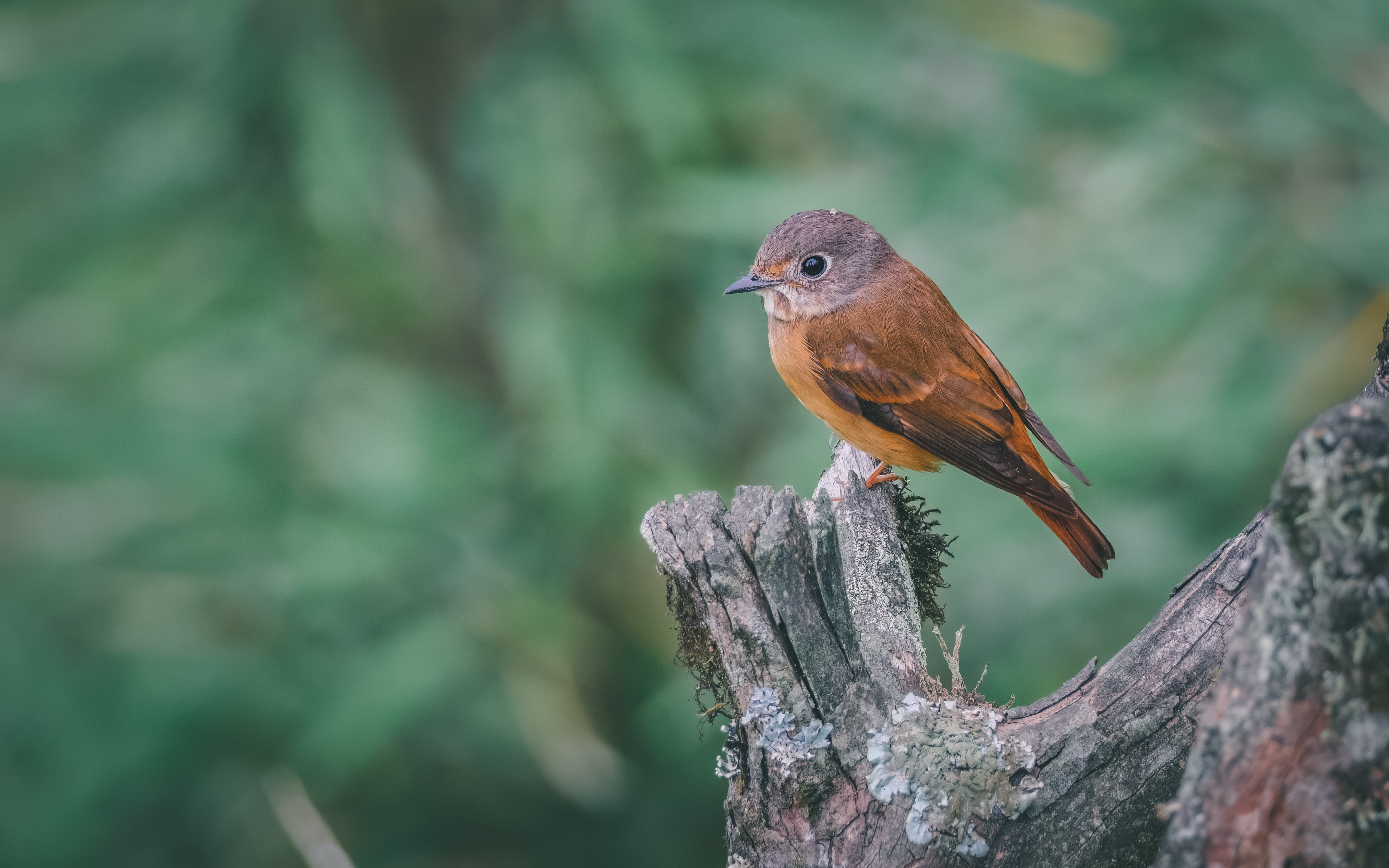 Ÿʿ X-H2S+ XF150-600mm̽Ѱɽּ侫