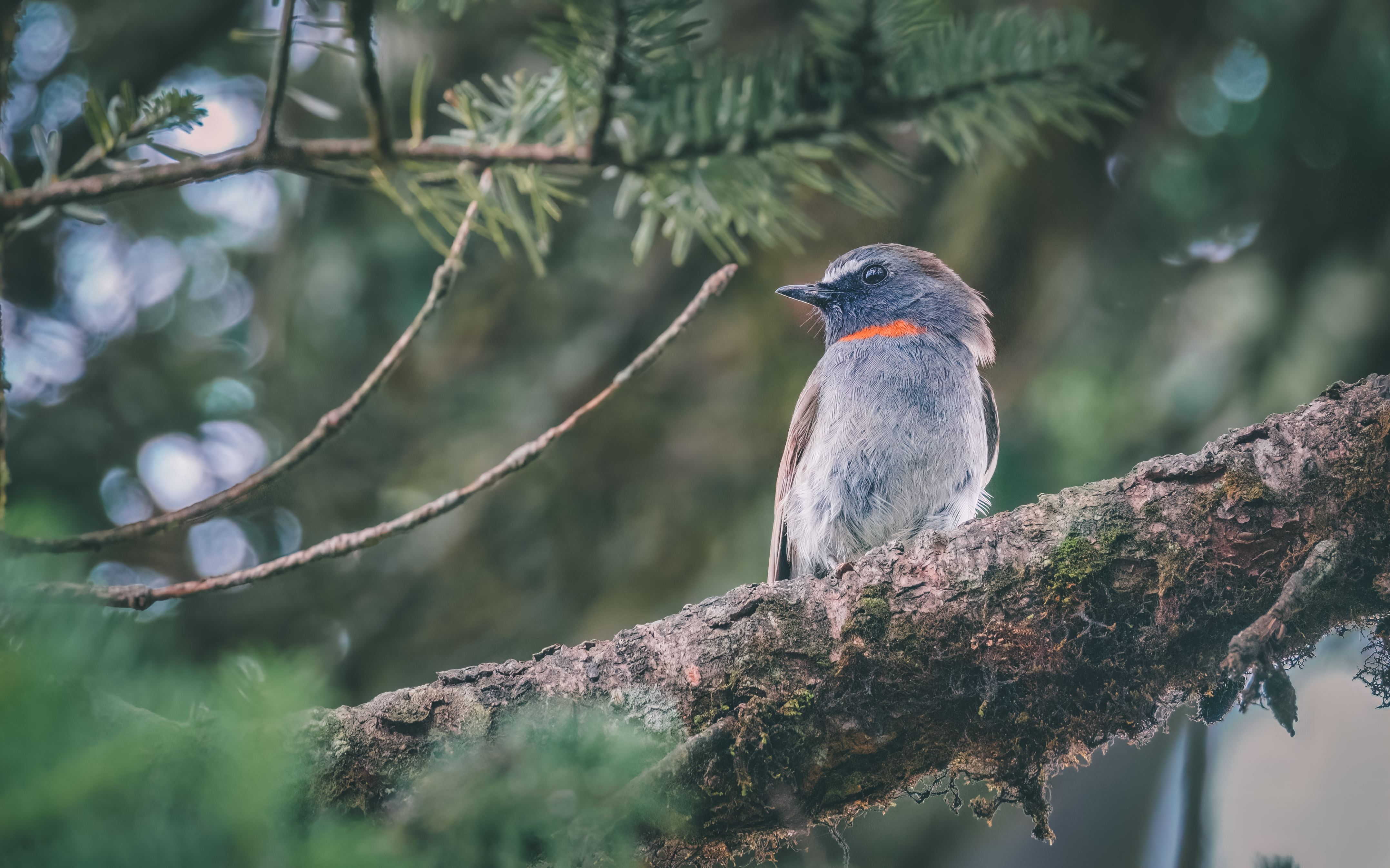 Ÿʿ X-H2S+ XF150-600mm̽Ѱɽּ侫