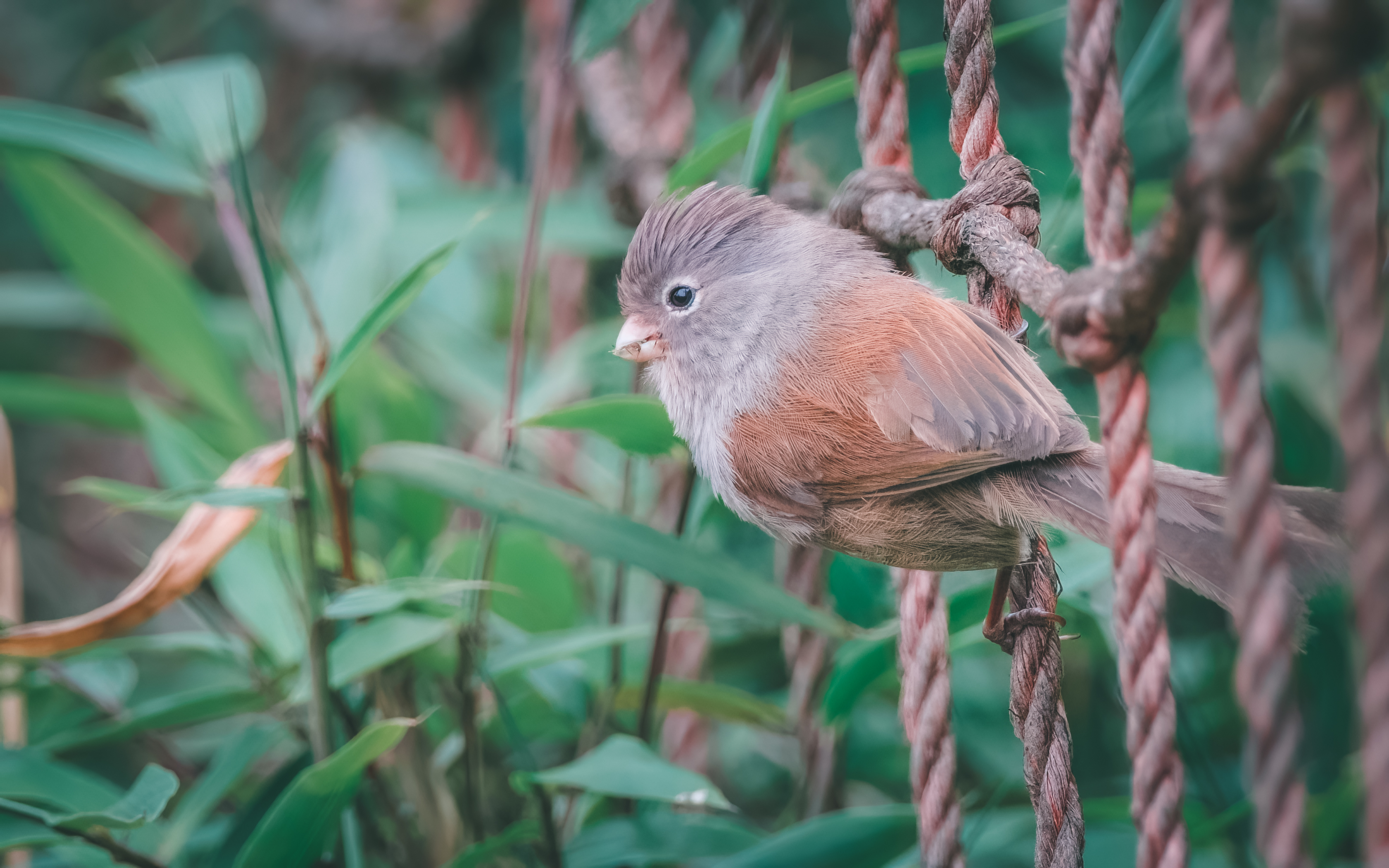 Ÿʿ X-H2S+ XF150-600mm̽Ѱɽּ侫