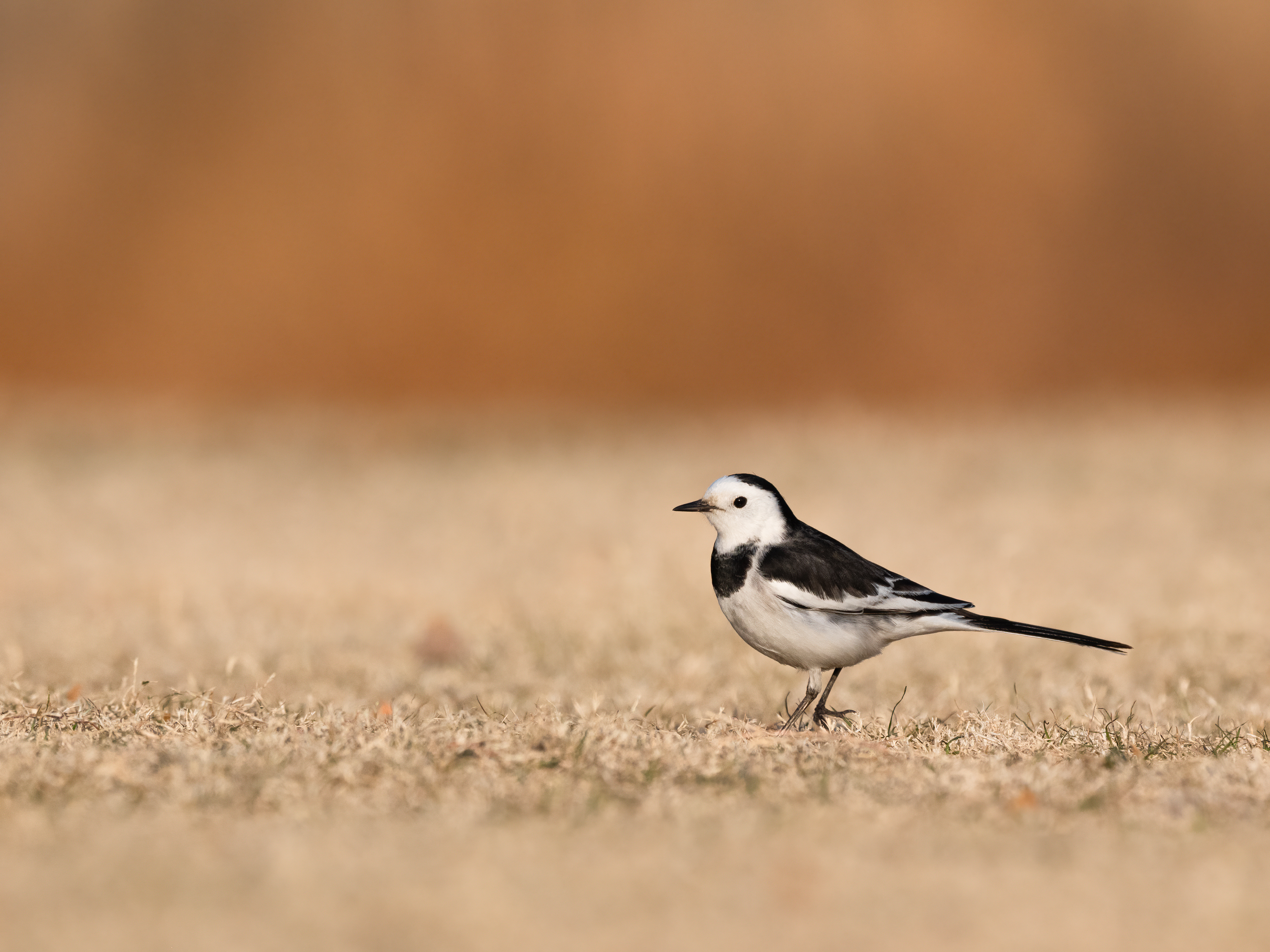 ��ʿGFX100 II�л��� ������̬��Ӱ����