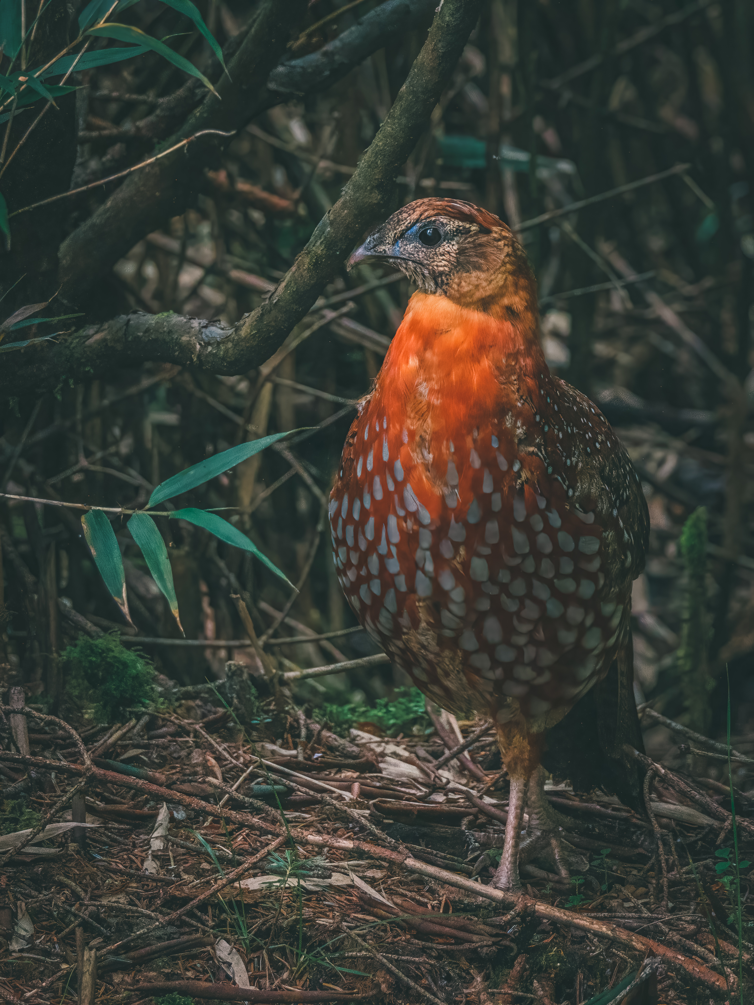 Ÿʿ X-H2S+ XF150-600mm̽Ѱɽּ侫
