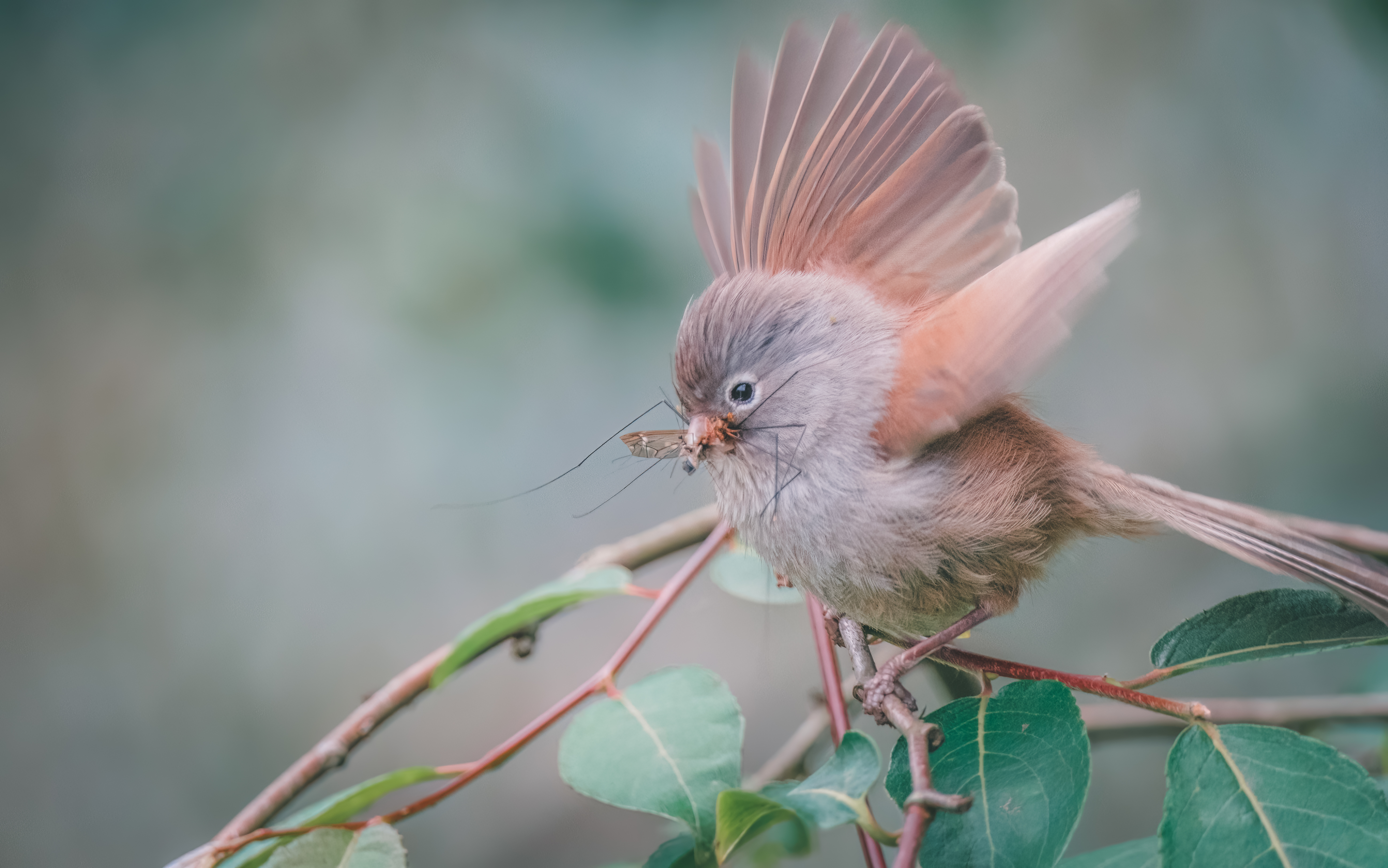 Ÿʿ X-H2S+ XF150-600mm̽Ѱɽּ侫