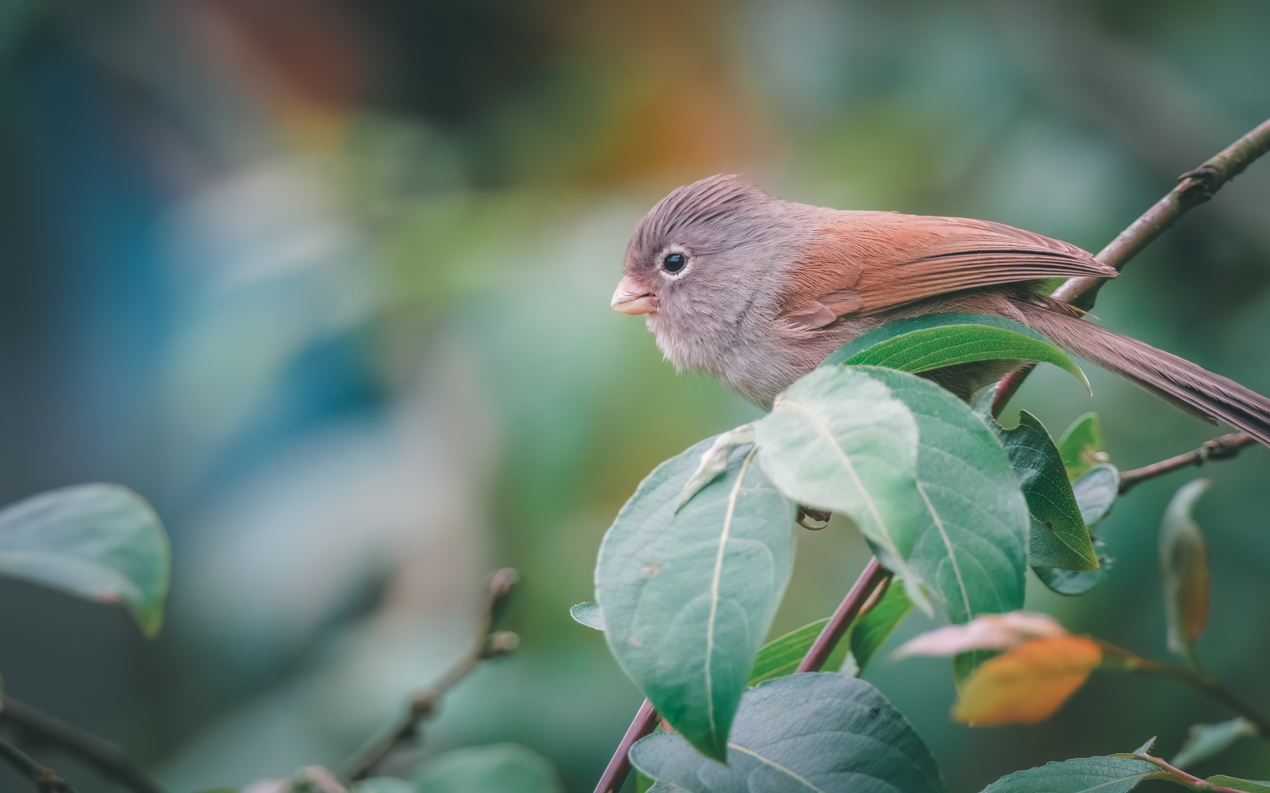 Ÿʿ X-H2S+ XF150-600mm̽Ѱɽּ侫